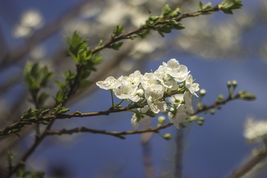 Canon EF 35-80mm f/4-5.6 sample photo. Springtime  - весенняя пора photography