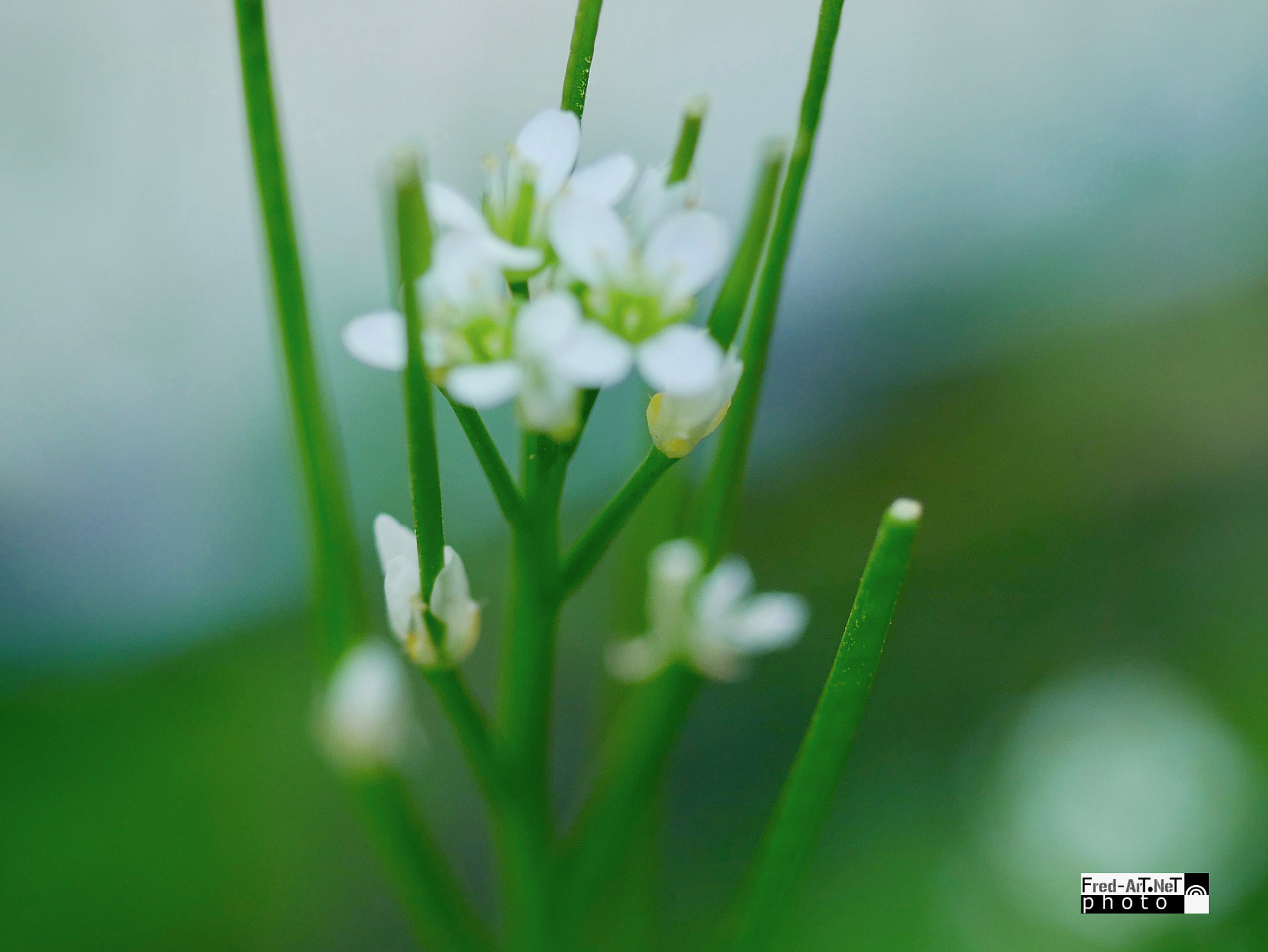 Panasonic Lumix G Macro 30mm F2.8 ASPH Mega OIS sample photo. Quelconque.... photography