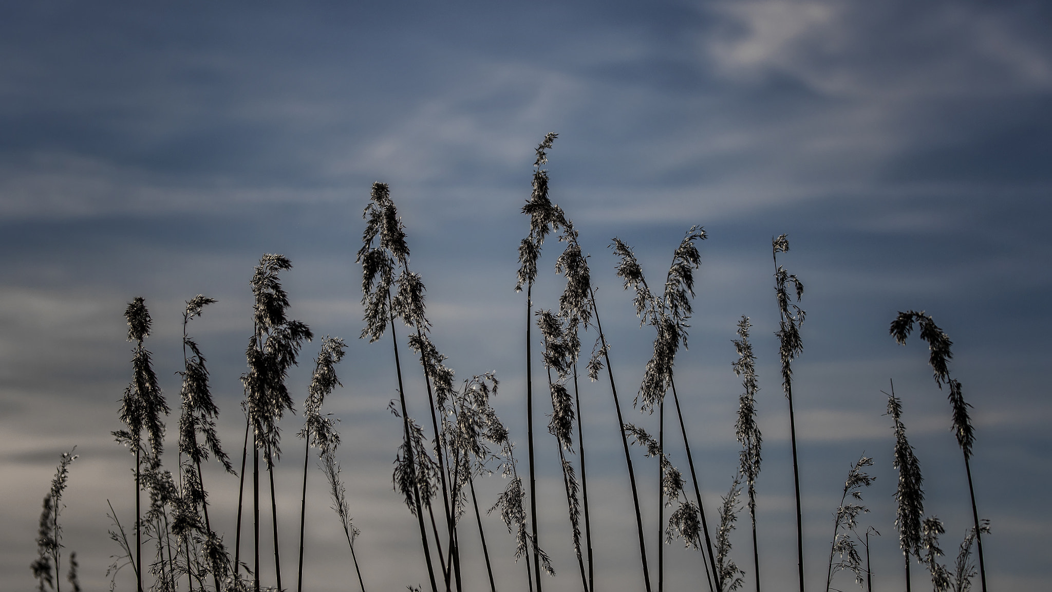 Canon EF 100-400mm F4.5-5.6L IS USM sample photo. Reaches for the sky photography