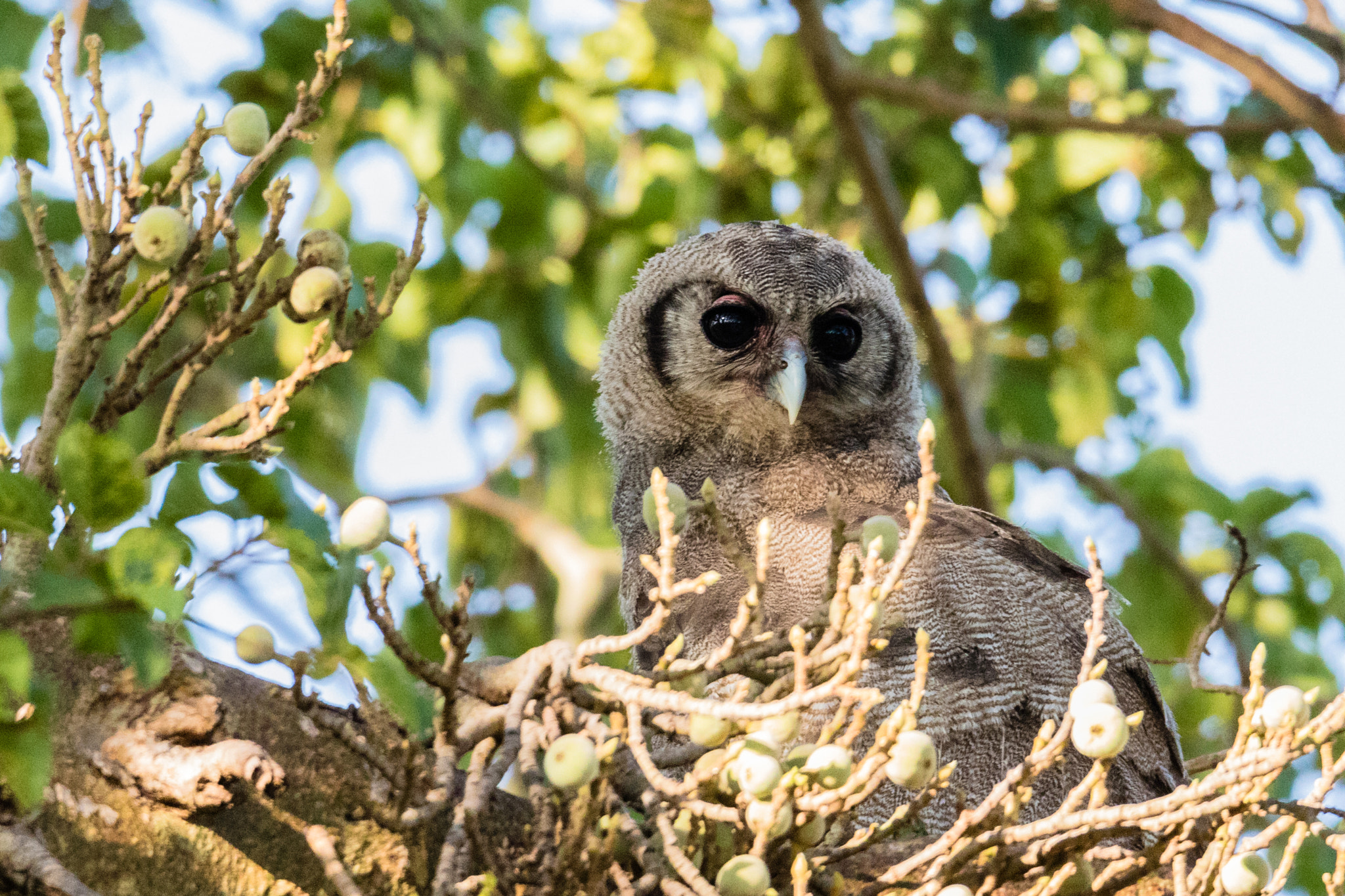 150-600mm F5-6.3 DG OS HSM | Sports 014 sample photo. Verreaux's eagle-owl photography