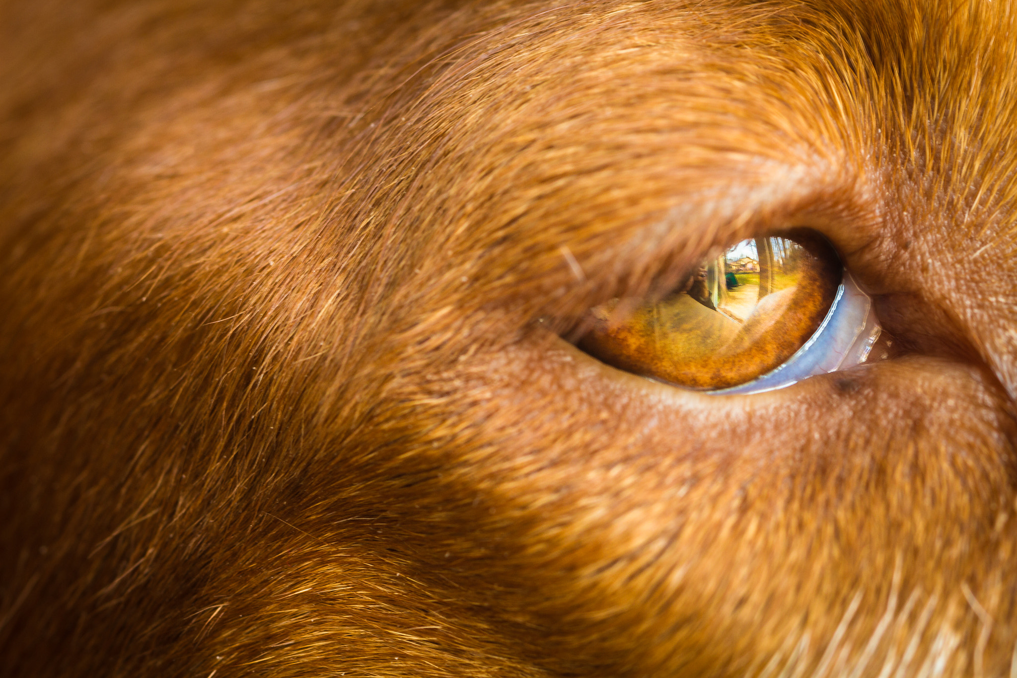 Canon EOS 7D + Canon EF 100mm F2.8L Macro IS USM sample photo. The world outside reflected in the eyes photography