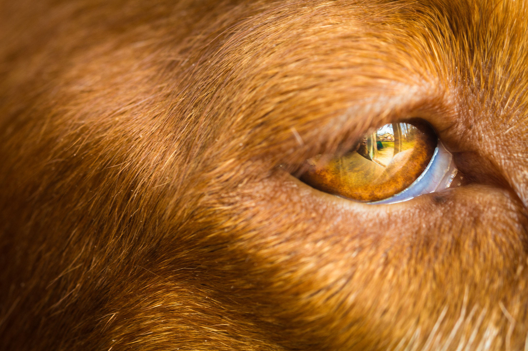 Canon EF 100mm F2.8L Macro IS USM sample photo. The world outside reflected in the eyes photography