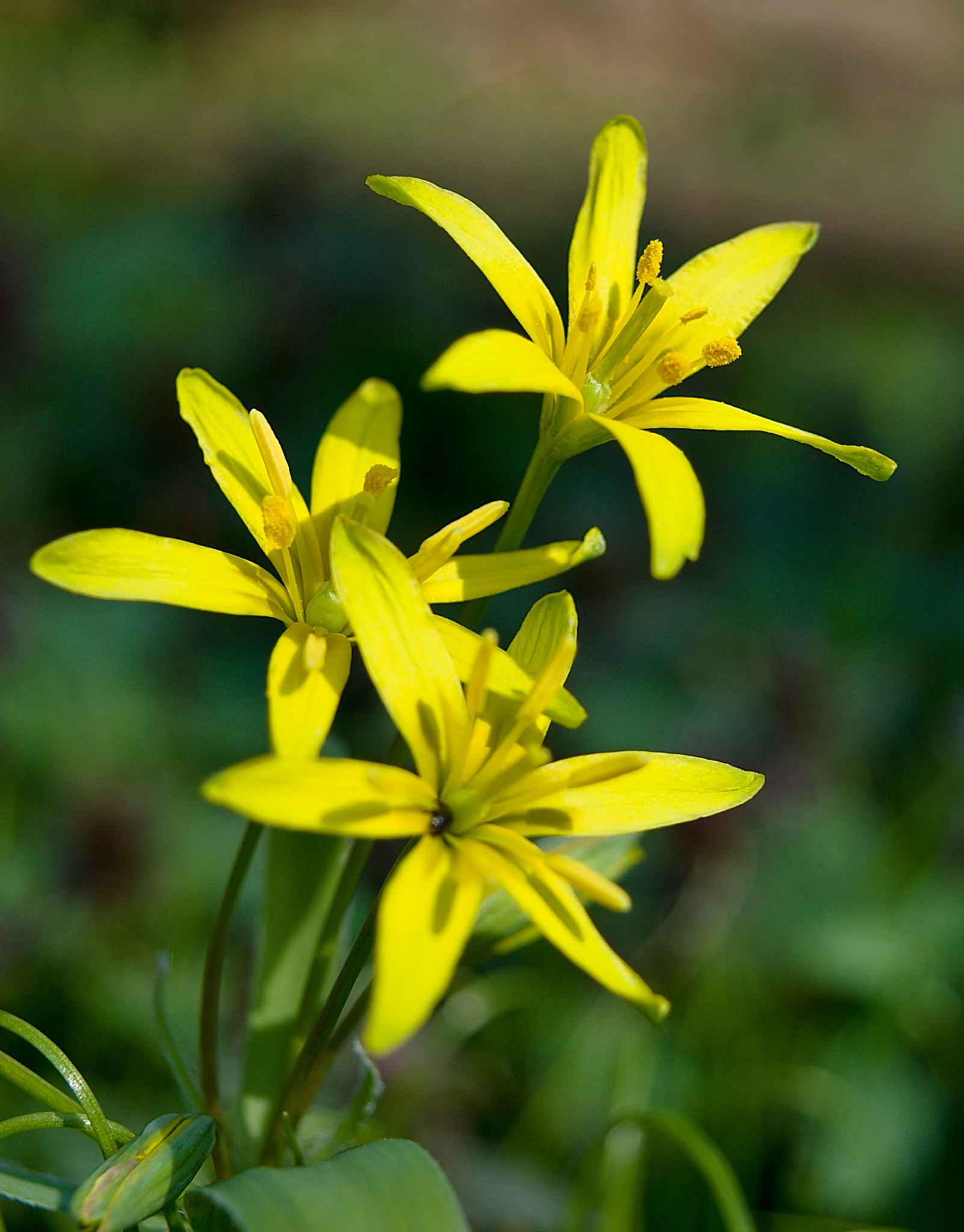 18.00 - 55.00 mm f/3.5 - 5.6 sample photo. Gagea lutea photography