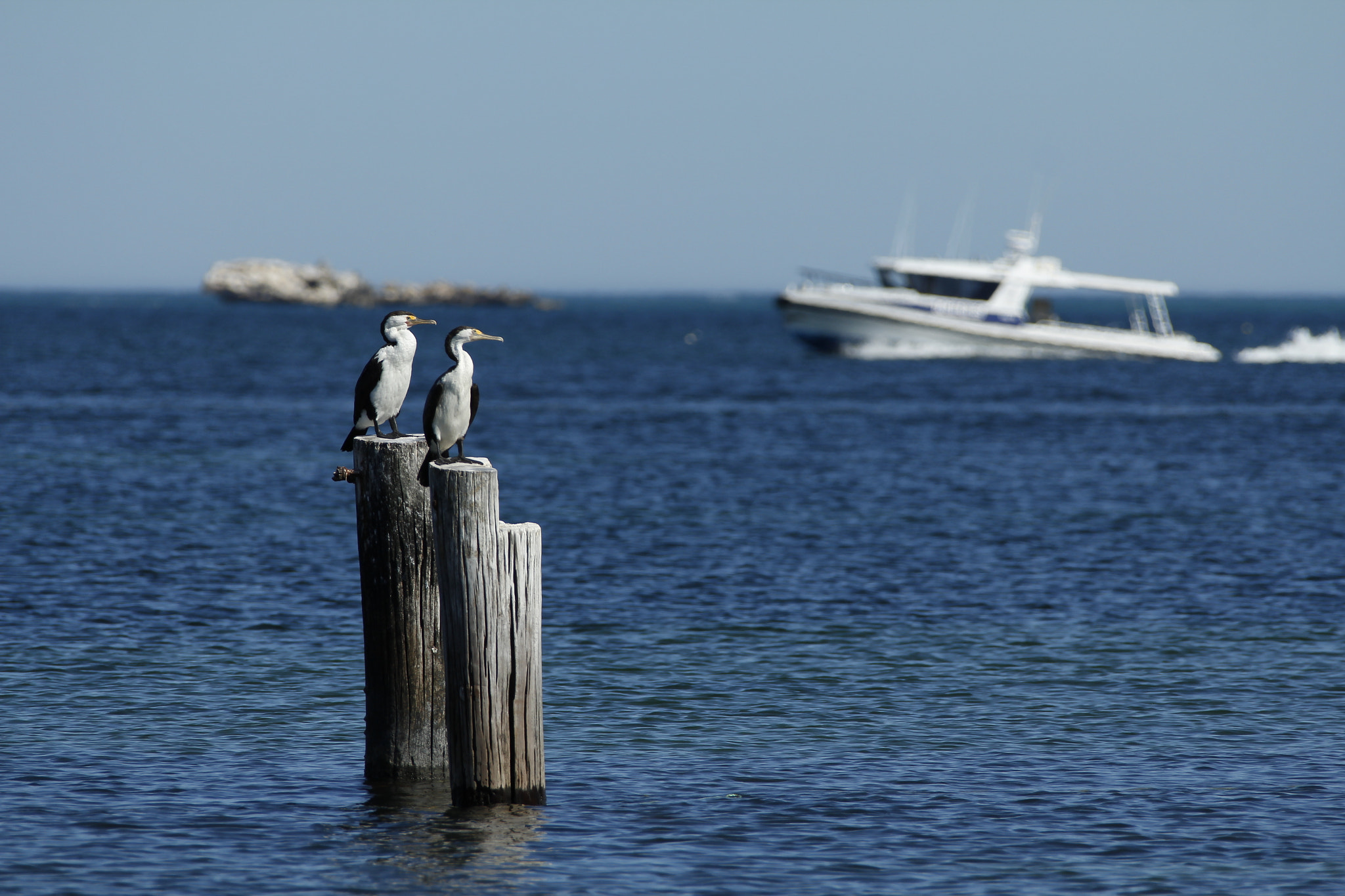 Canon EF 28-300mm F3.5-5.6L IS USM sample photo. 归来 photography