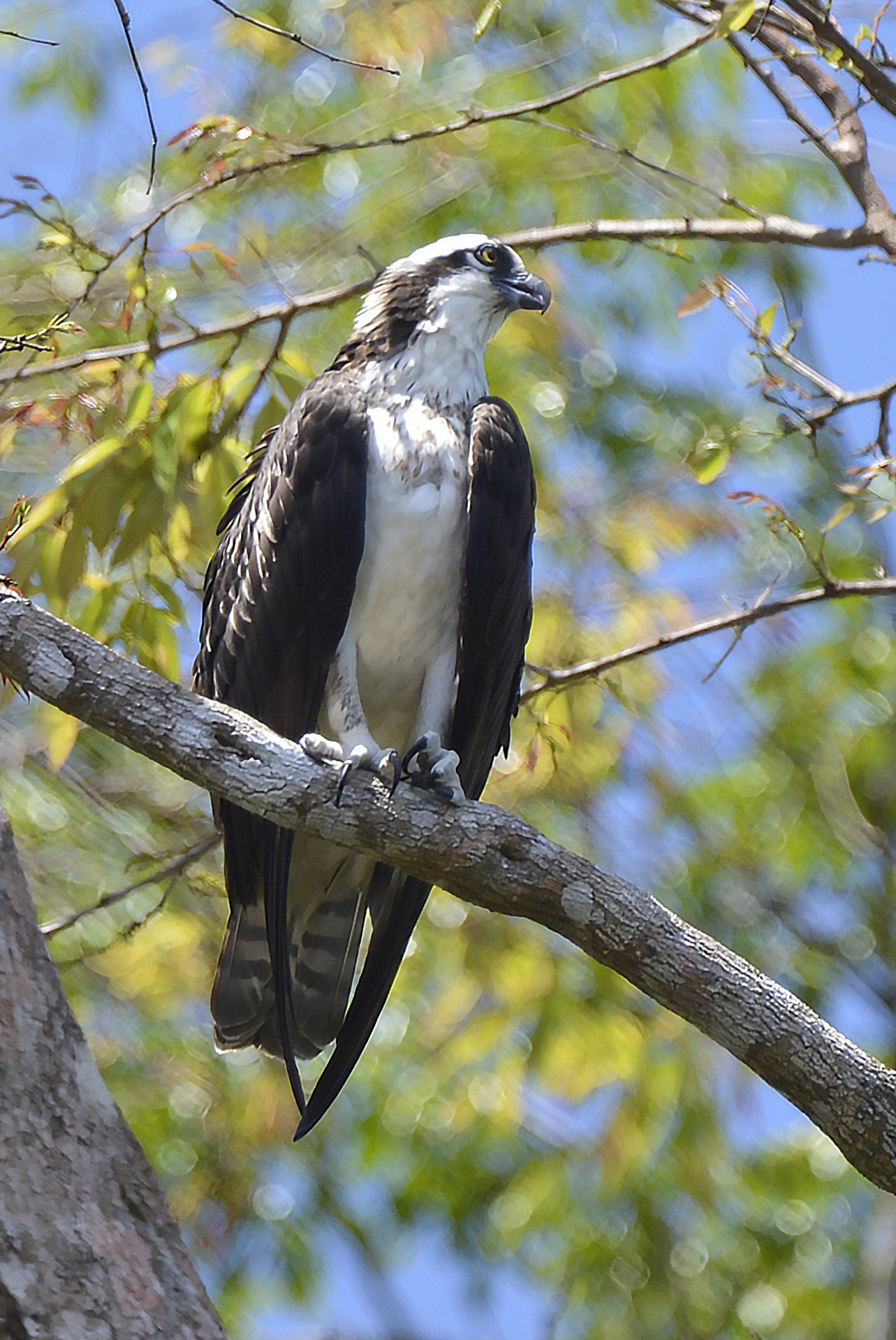 Nikon D4 sample photo. Osprey photography