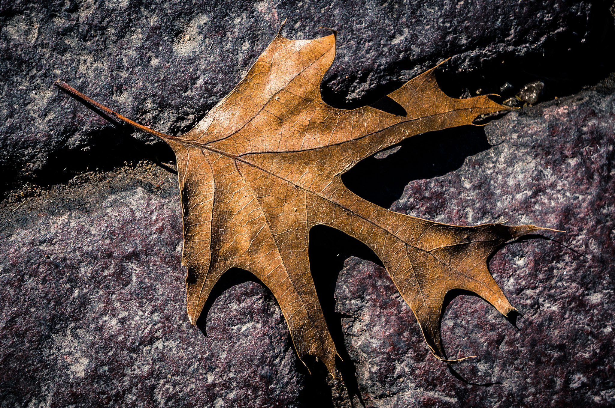 Sony Alpha NEX-5R sample photo. The leaf photography