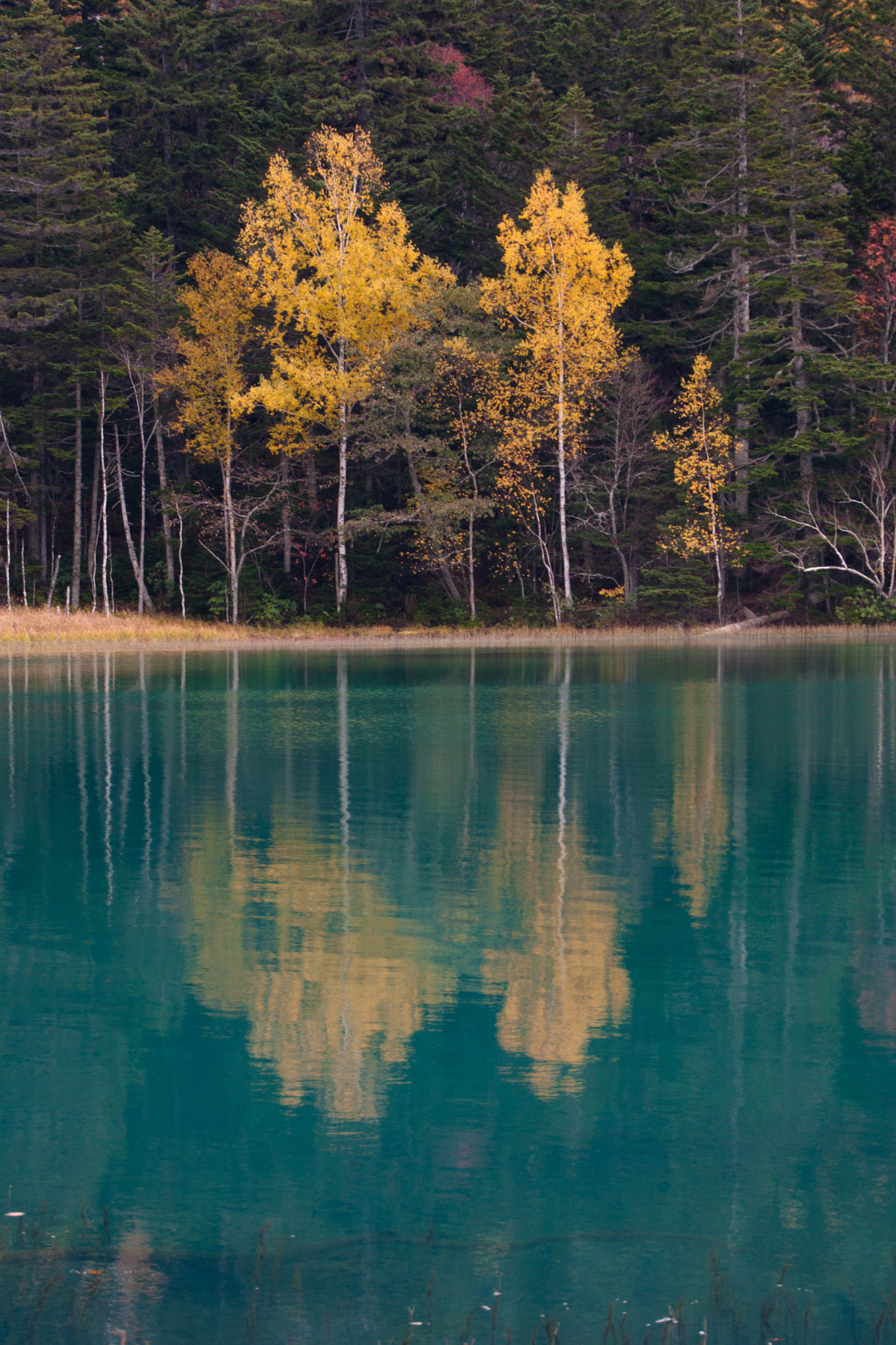 Canon EOS 500D (EOS Rebel T1i / EOS Kiss X3) sample photo. Lake onneto photography