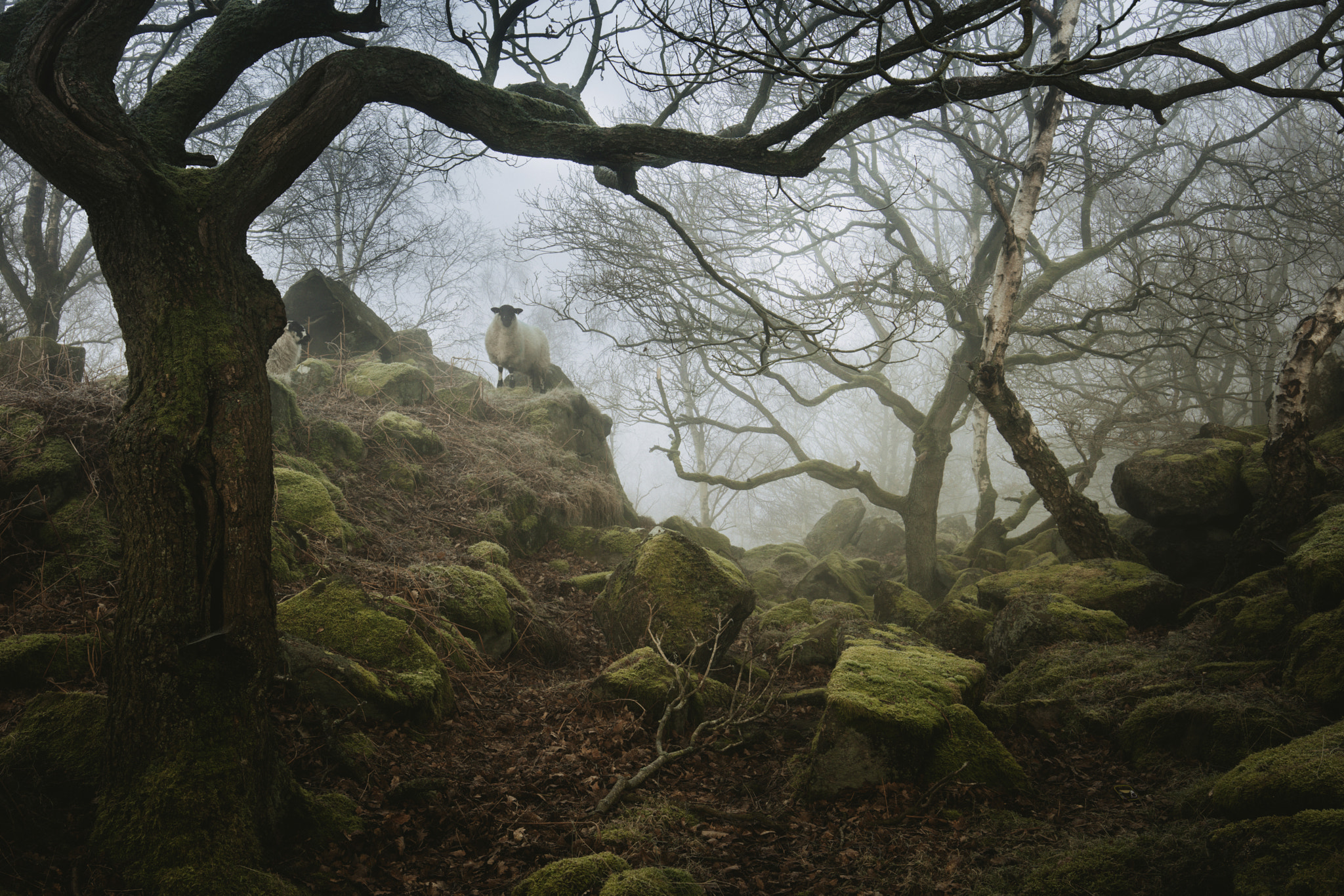 Canon EOS 5DS R + Canon EF 16-35mm F4L IS USM sample photo. Sheep in the woods photography
