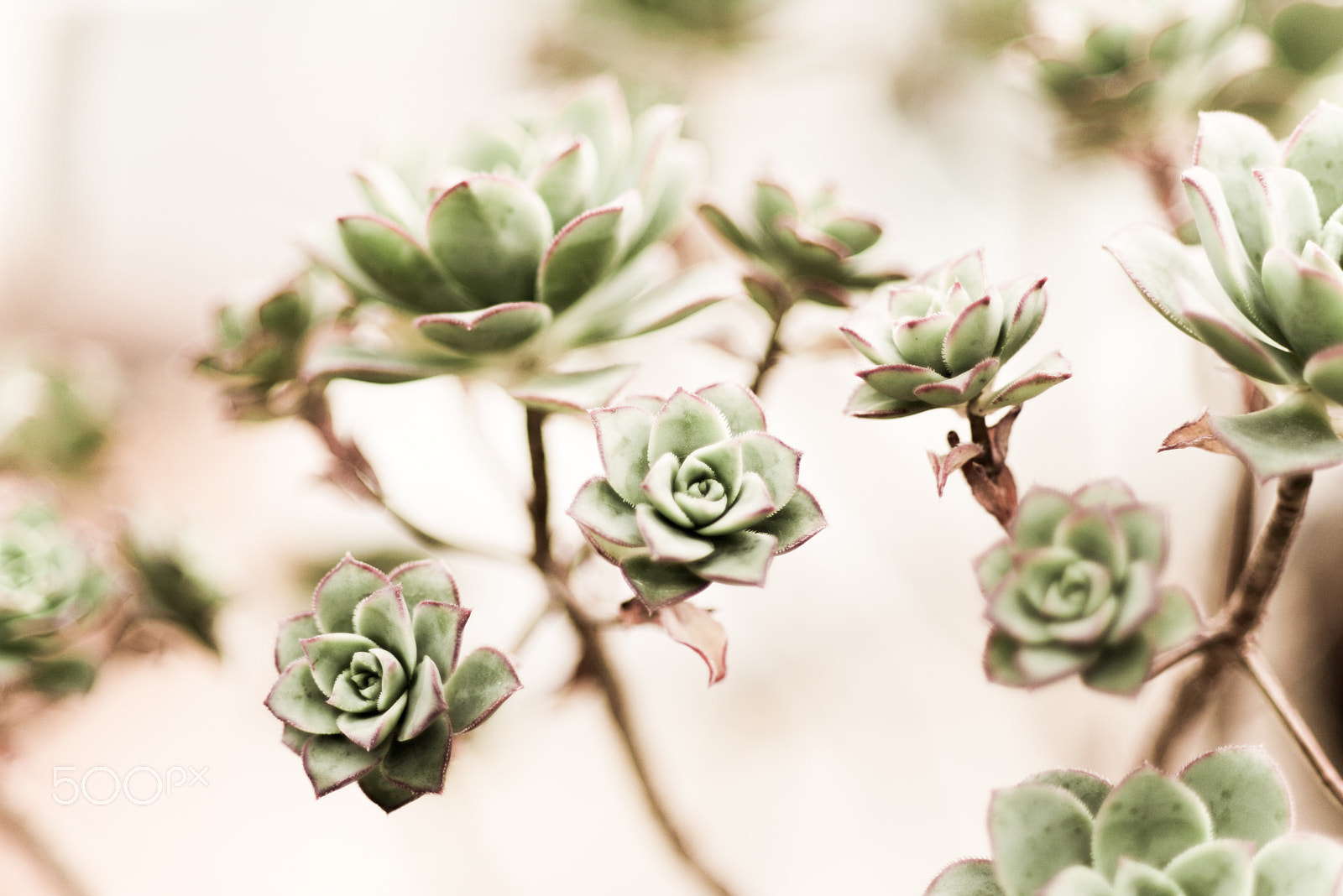 Pentax K-30 sample photo. More succulents photography