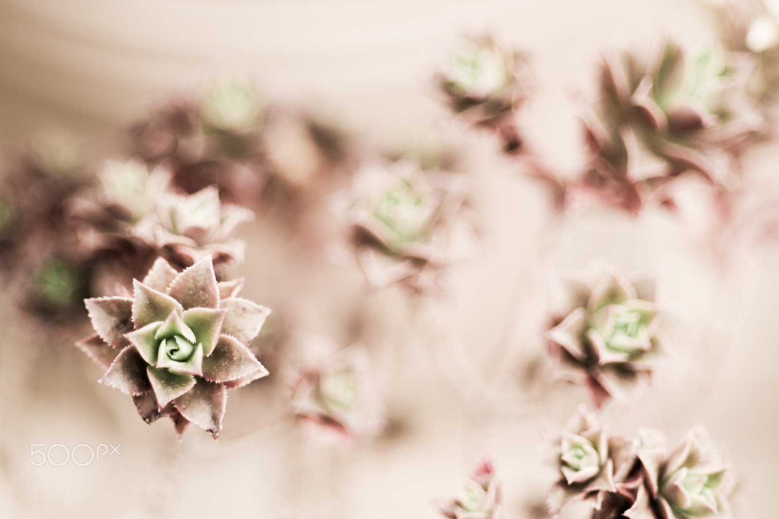 Pentax K-30 + Pentax smc DA* 55mm F1.4 SDM sample photo. More succulents photography