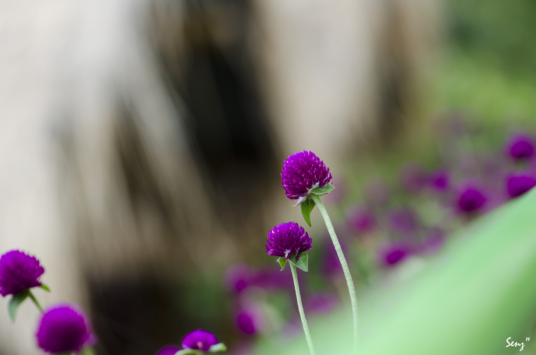 Nikon AF-S Micro-Nikkor 105mm F2.8G IF-ED VR sample photo. Unknown photography