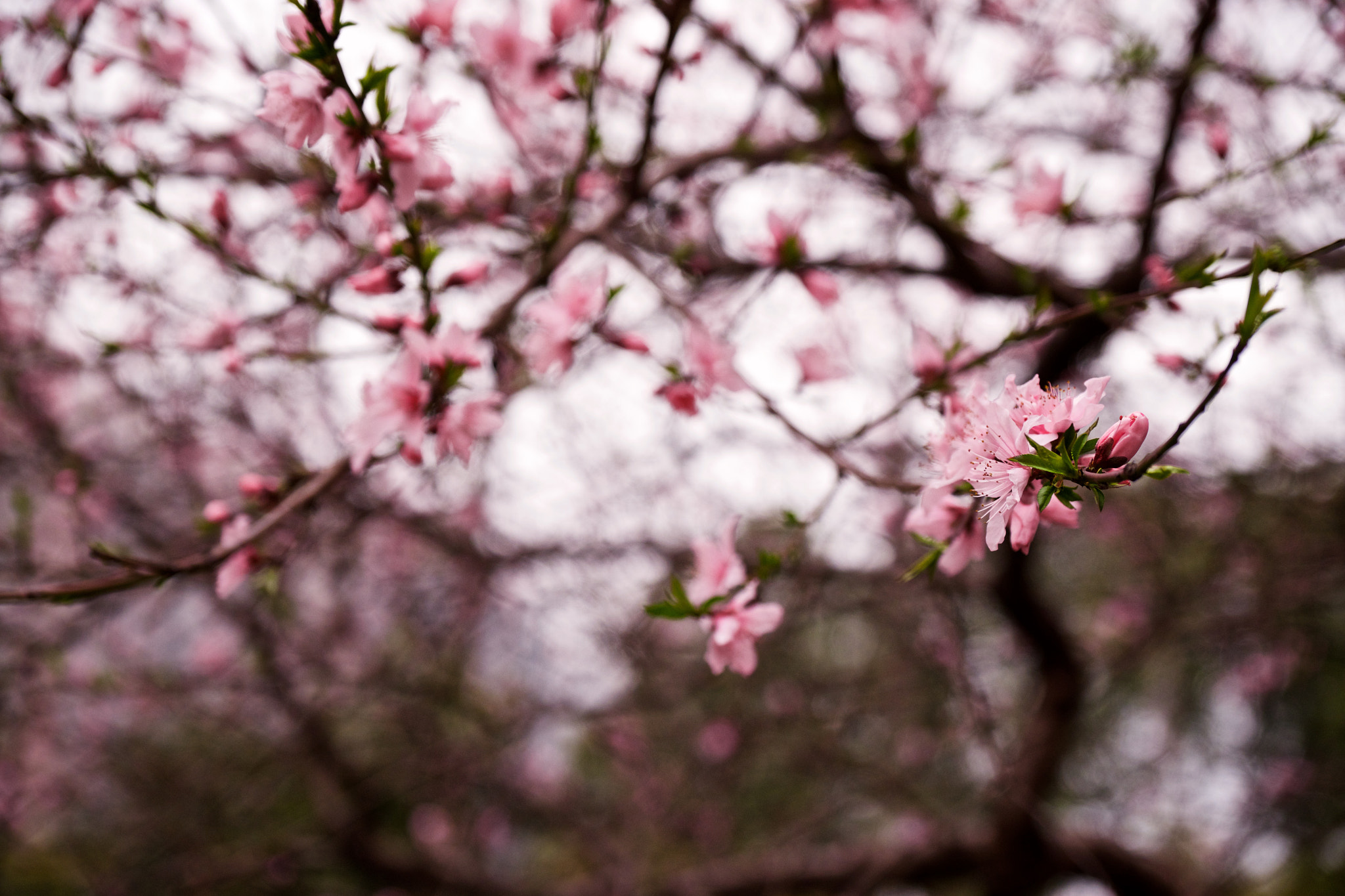 Fujifilm X-T1 + Fujifilm XF 16-55mm F2.8 R LM WR sample photo. 春天里 photography