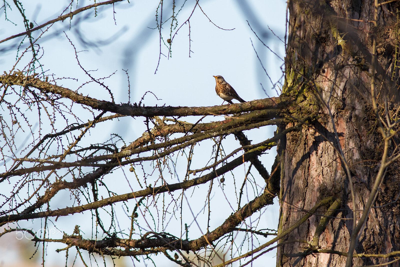 Canon EF 400mm F5.6L USM sample photo. Fieldfare photography