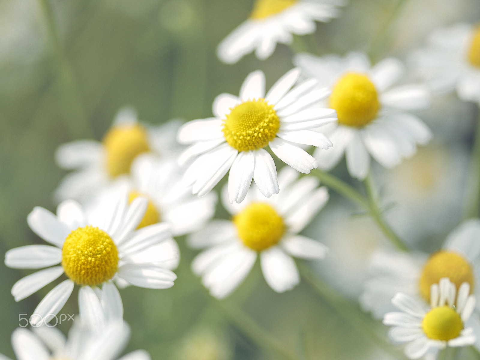 Canon EF-S 60mm F2.8 Macro USM sample photo. Chamomile photography