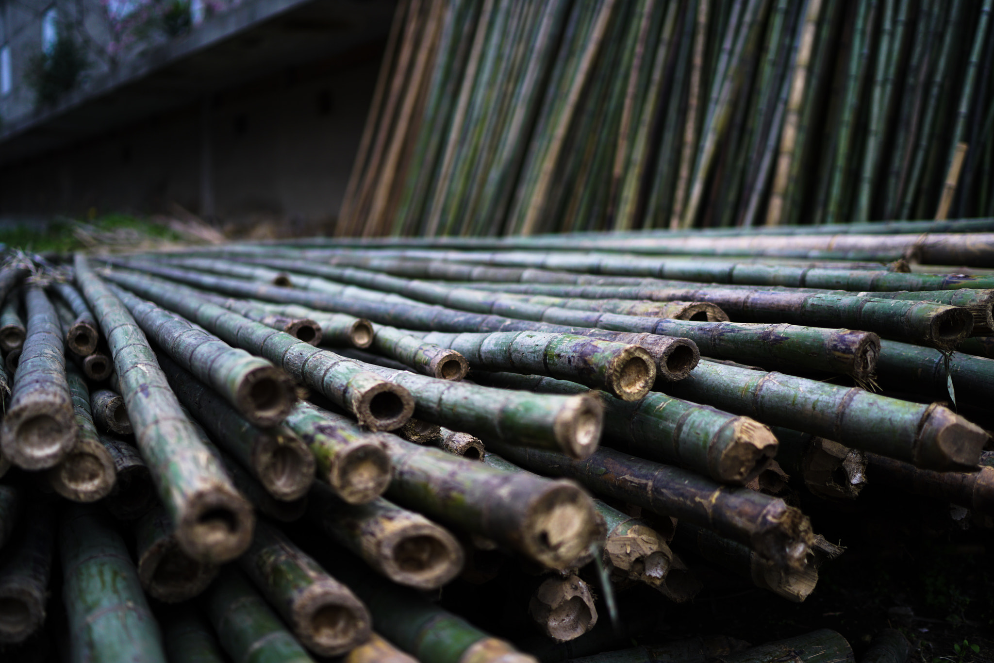 Sony a7R II sample photo. Bamboo as raw material 02 photography