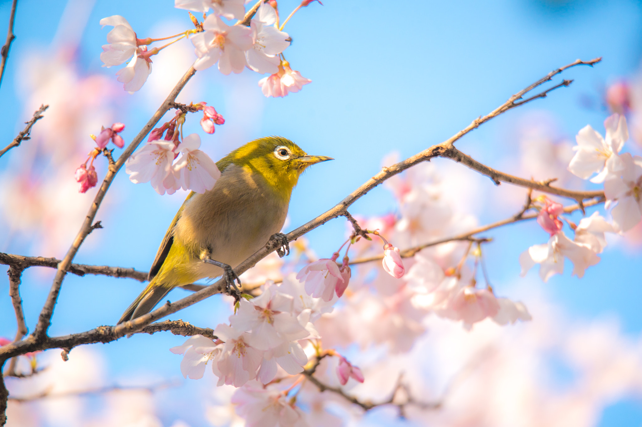 Sony a7S sample photo. Early cherry blossom and white eye photography