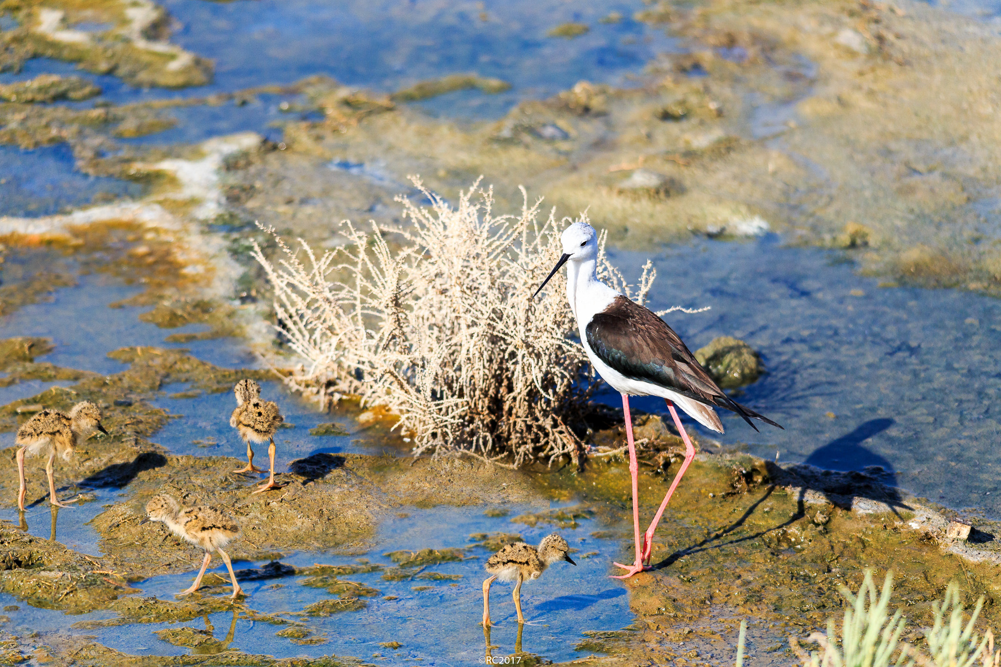 Canon EOS 6D + Sigma 150-500mm F5-6.3 DG OS HSM sample photo. Black winge stilt photography