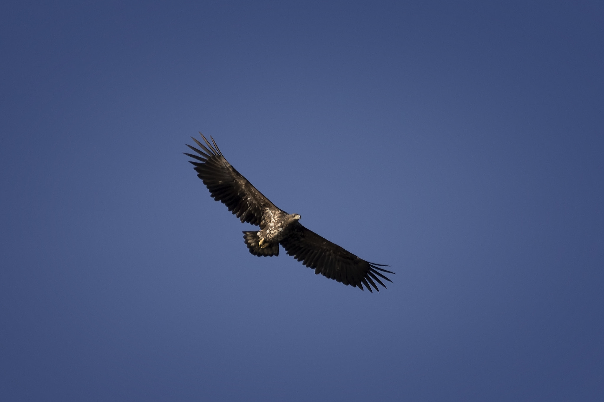 Canon EOS 7D Mark II + Canon EF 100-400mm F4.5-5.6L IS USM sample photo. Eagle came floating past photography