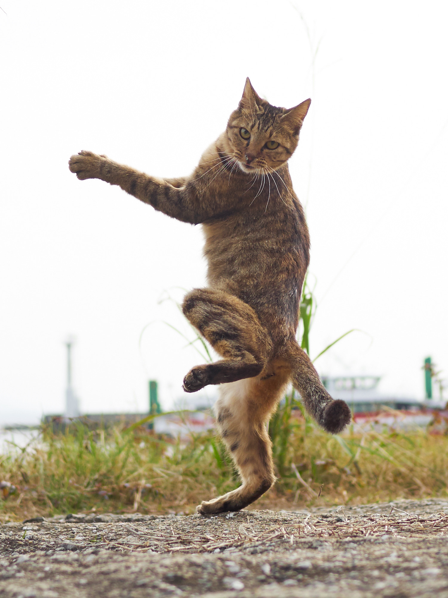 Olympus OM-D E-M1 + Olympus M.Zuiko Digital 25mm F1.8 sample photo. Kung fu fighting cat photography