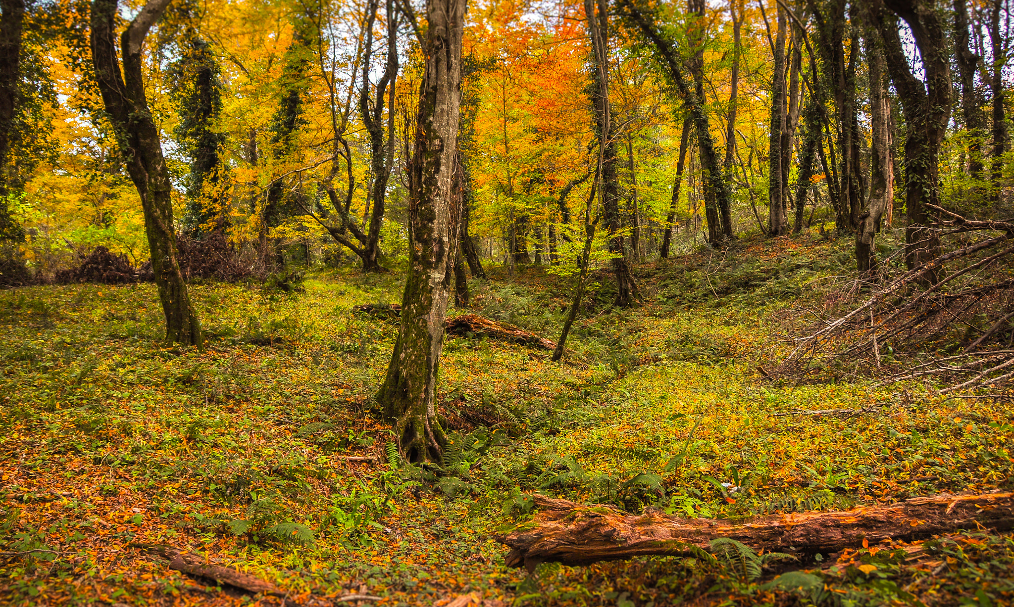 Nikon D90 sample photo. Forest sochi photography