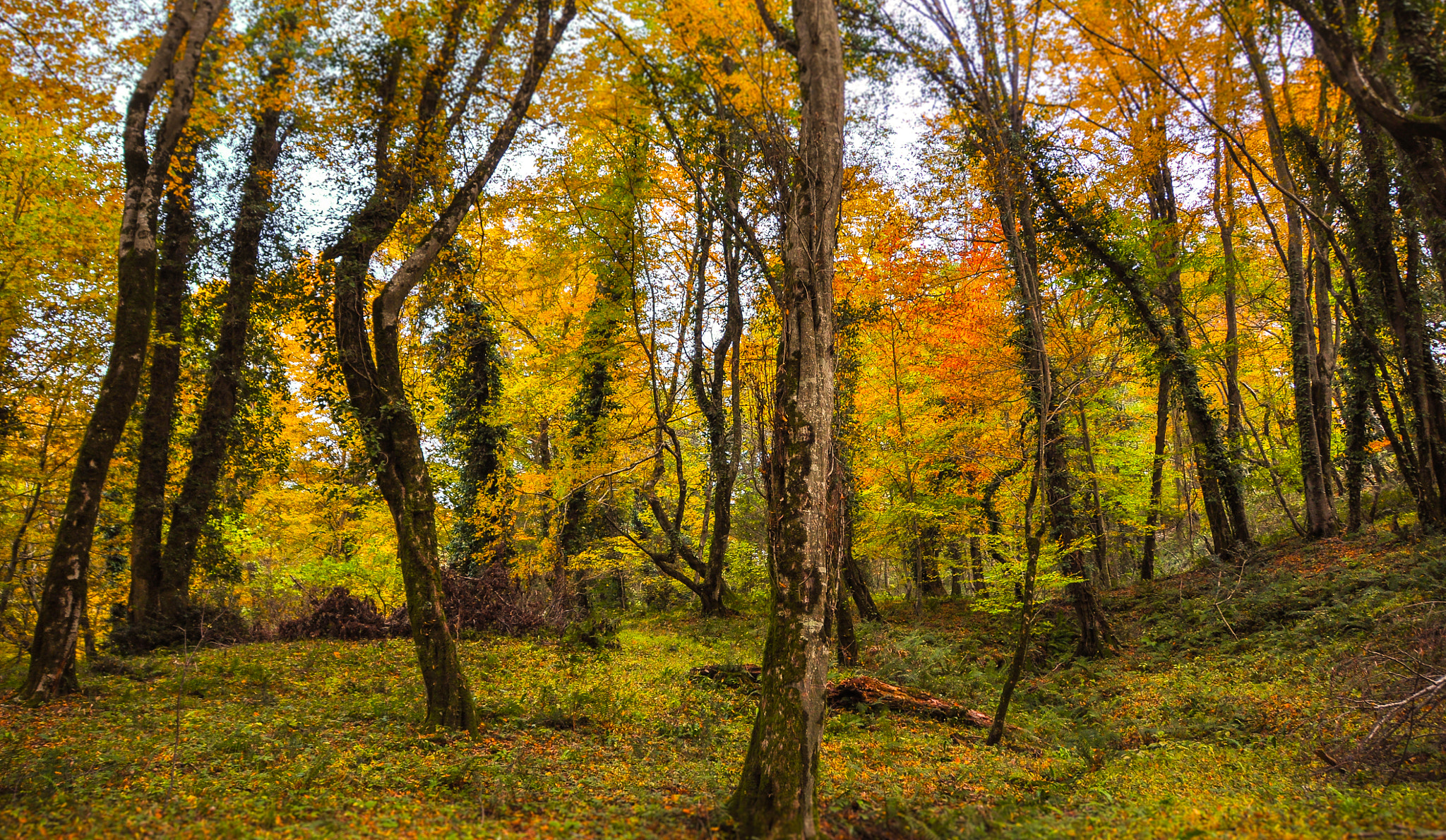 Nikon D90 + Sigma 18-200mm F3.5-6.3 II DC OS HSM sample photo. Forest sochi photography