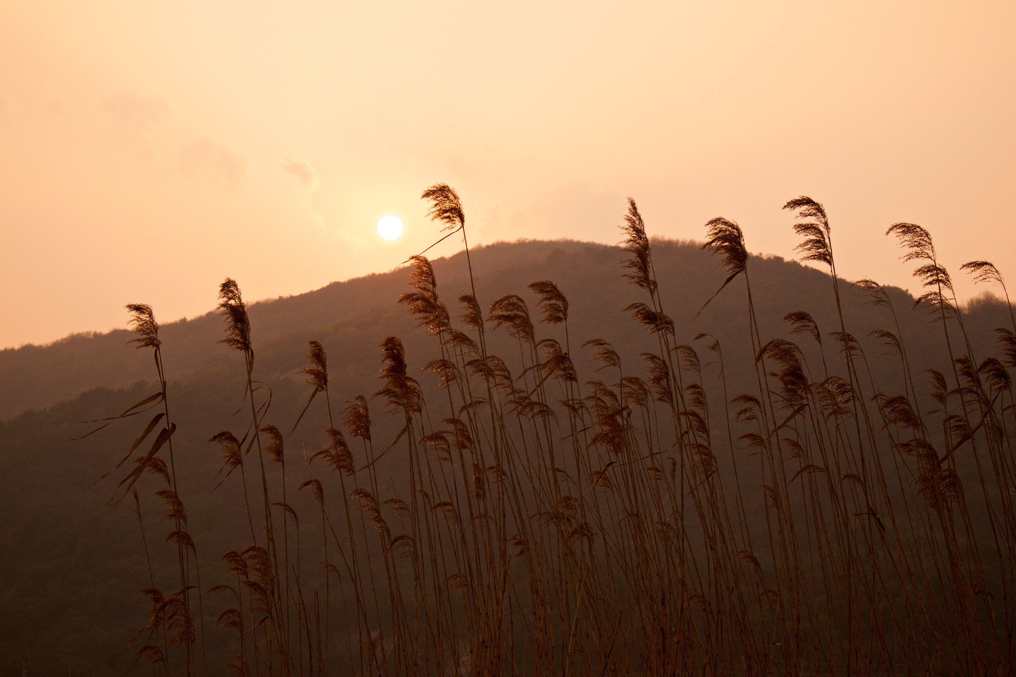 Fujifilm X-T1 + Fujifilm XF 16-55mm F2.8 R LM WR sample photo. 芦苇与夕阳 photography
