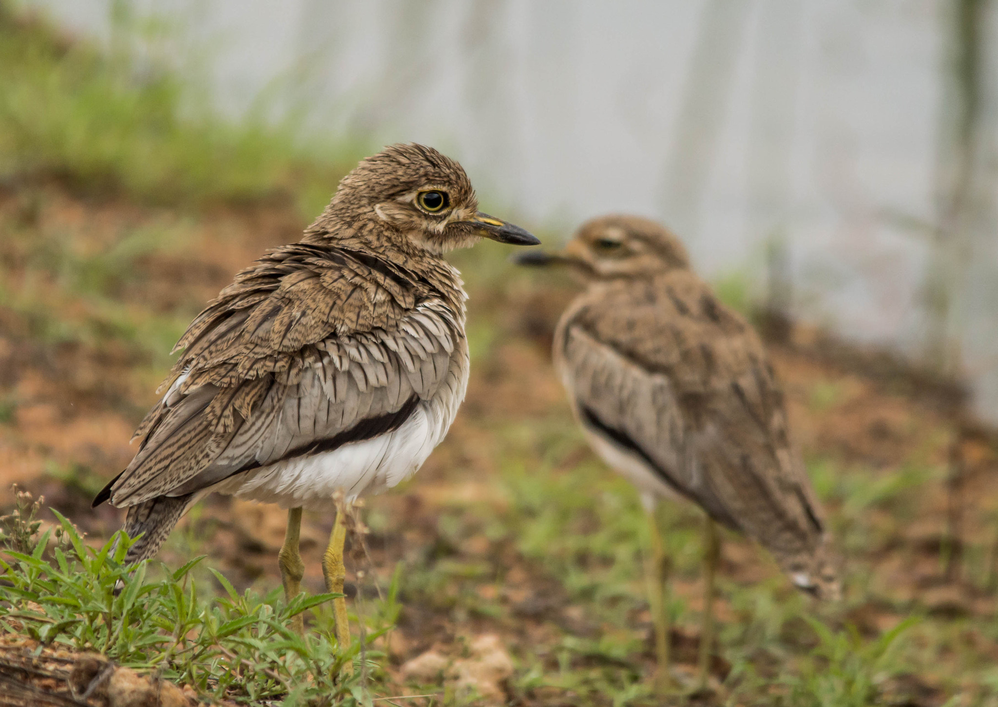 Nikon D3200 + Sigma 150-500mm F5-6.3 DG OS HSM sample photo. Spotted thick knee photography