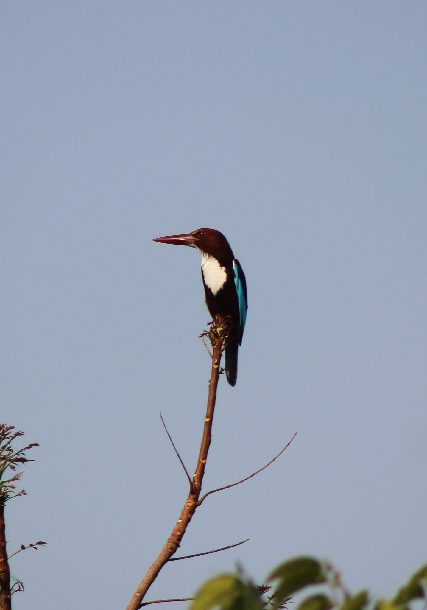 Canon EOS 600D (Rebel EOS T3i / EOS Kiss X5) sample photo. On top of the world #kingfisher photography