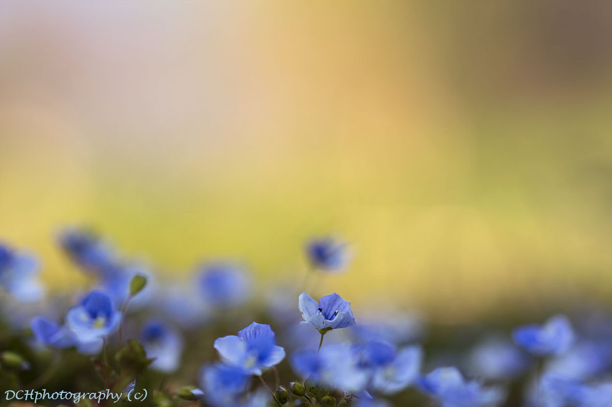 Canon EF 100mm F2.8L Macro IS USM sample photo. I'm so tiny photography