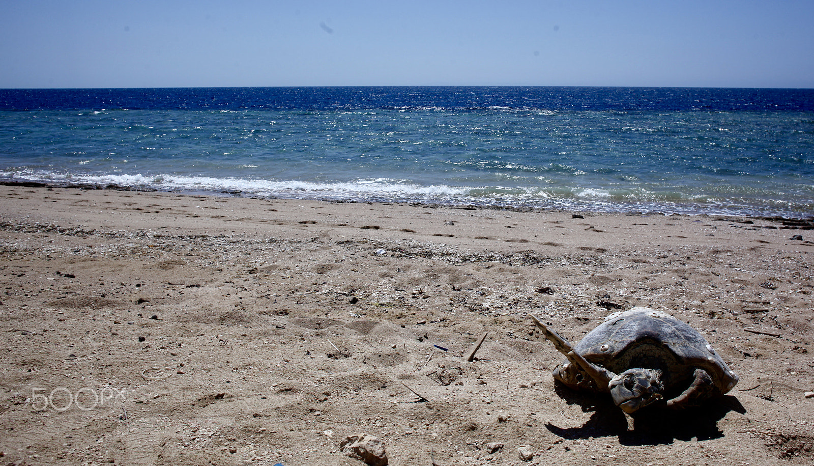 Canon EF 24mm F2.8 sample photo. A turtle on the beach photography