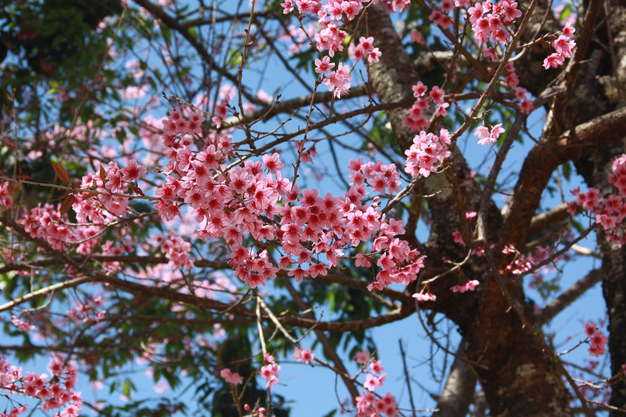 Canon EOS 450D (EOS Rebel XSi / EOS Kiss X2) sample photo. Wild himalayan cherry tree photography