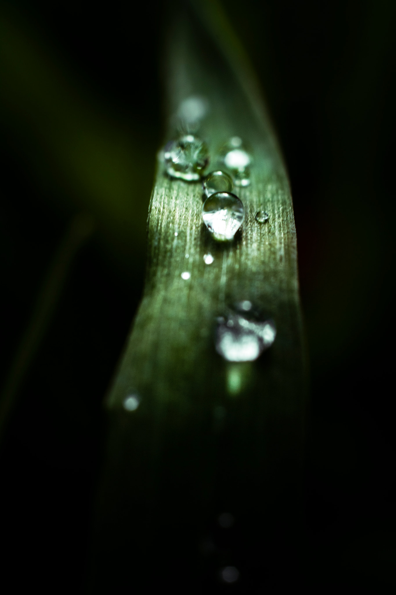Canon EOS 7D + Canon EF 50mm F1.8 STM sample photo. Img_9688-5.jpg photography