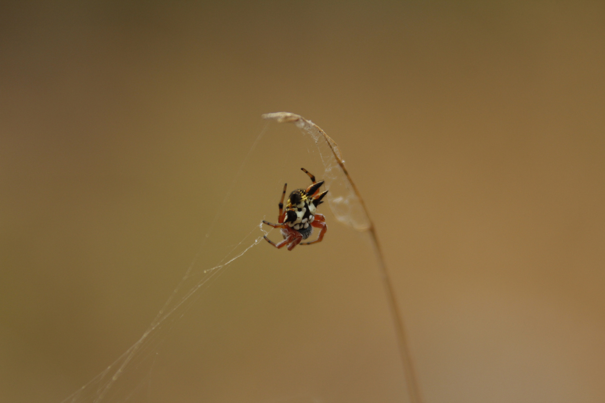 Canon EF 28-300mm F3.5-5.6L IS USM sample photo. 织 photography