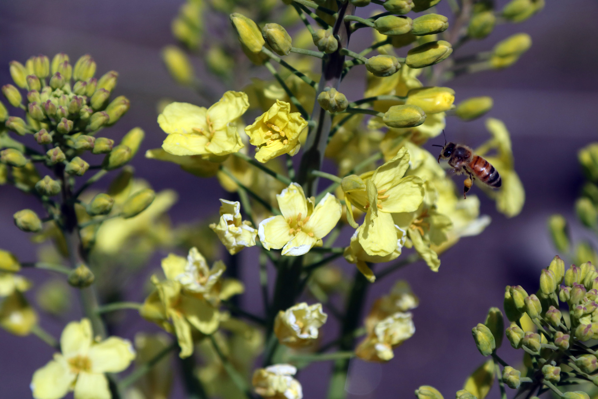 Canon EOS 760D (EOS Rebel T6s / EOS 8000D) sample photo. The pollinator photography