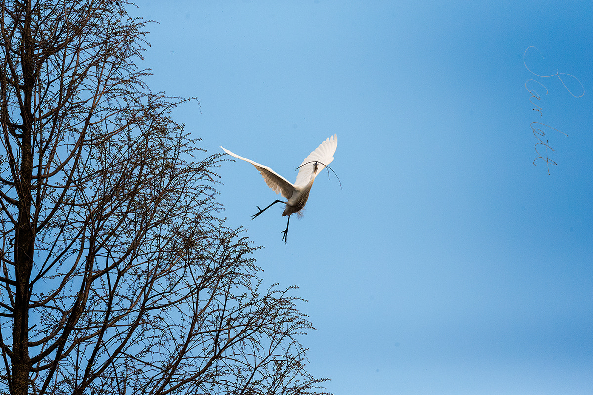 Canon EOS-1D X sample photo. Ballet in the air photography