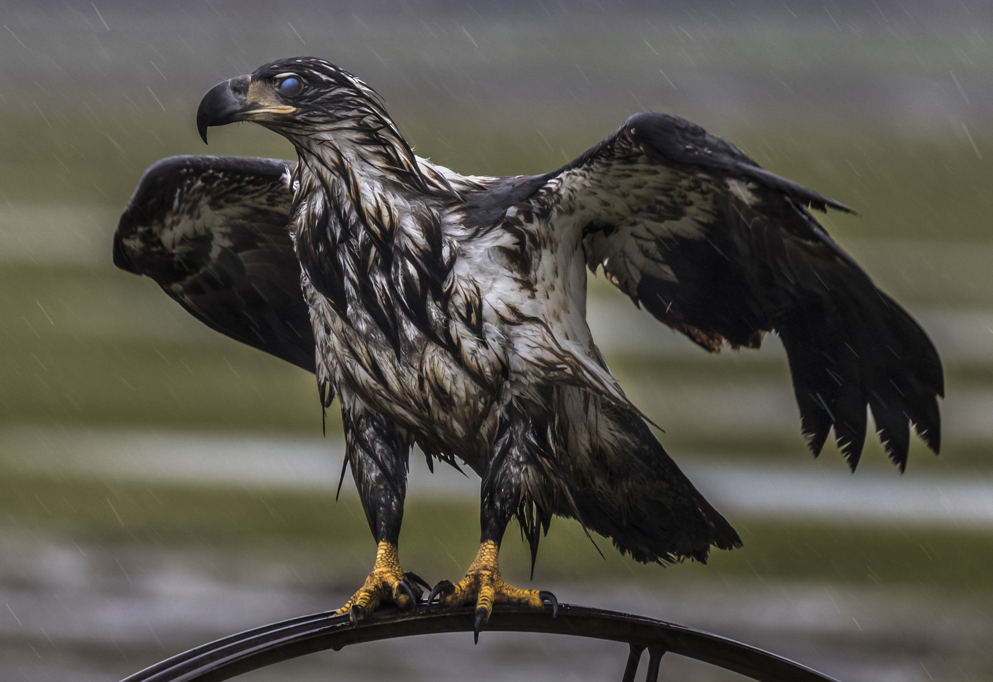 Canon EF 100-400mm F4.5-5.6L IS USM sample photo. Rebelling against the weather. photography
