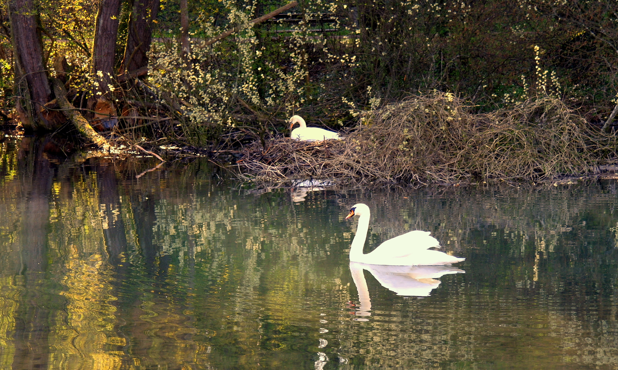 Samsung NX10 sample photo. "im frÜhlingsnest" photography