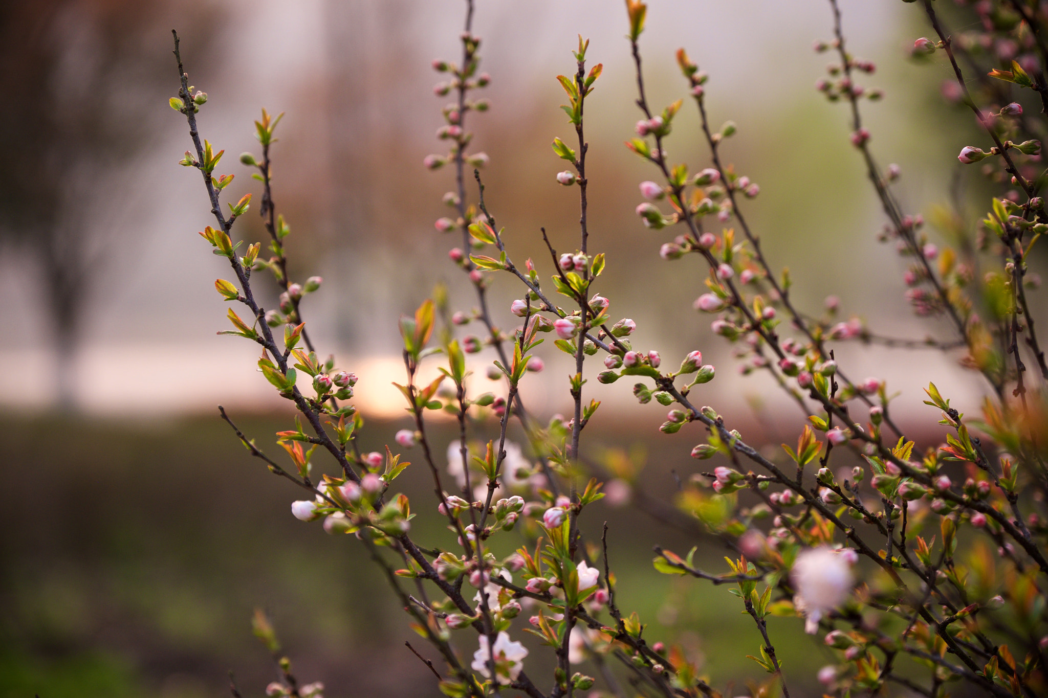 Fujifilm X-T1 + Fujifilm XF 16-55mm F2.8 R LM WR sample photo. 含苞待放 photography