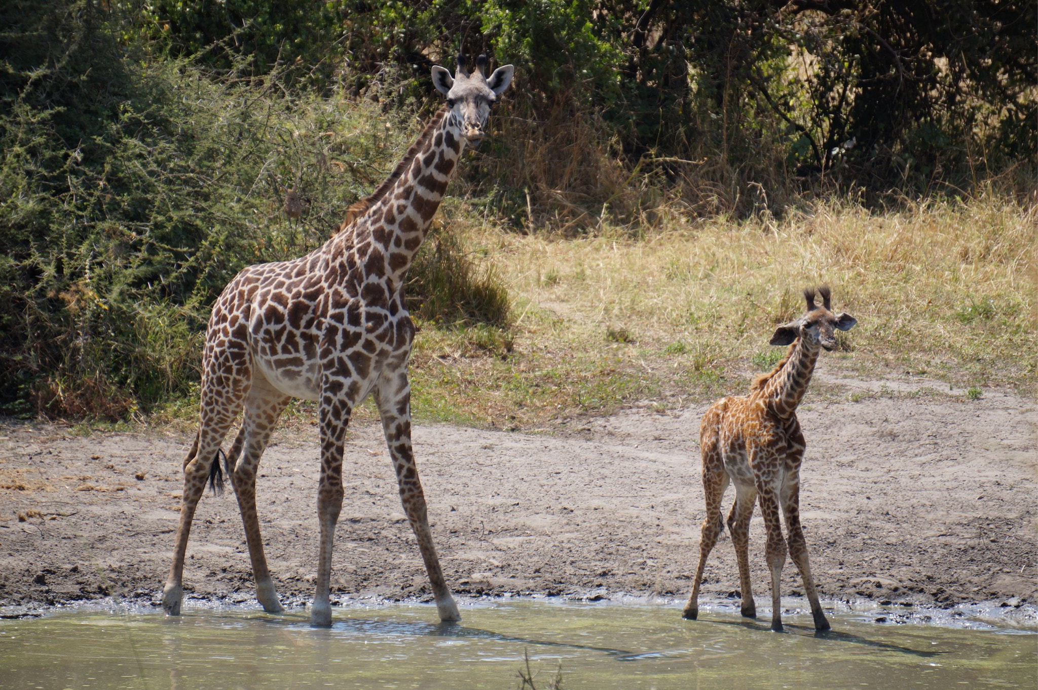 Sony Alpha a3000 + Sony E 55-210mm F4.5-6.3 OSS sample photo. Mother and young giraffe, africa photography