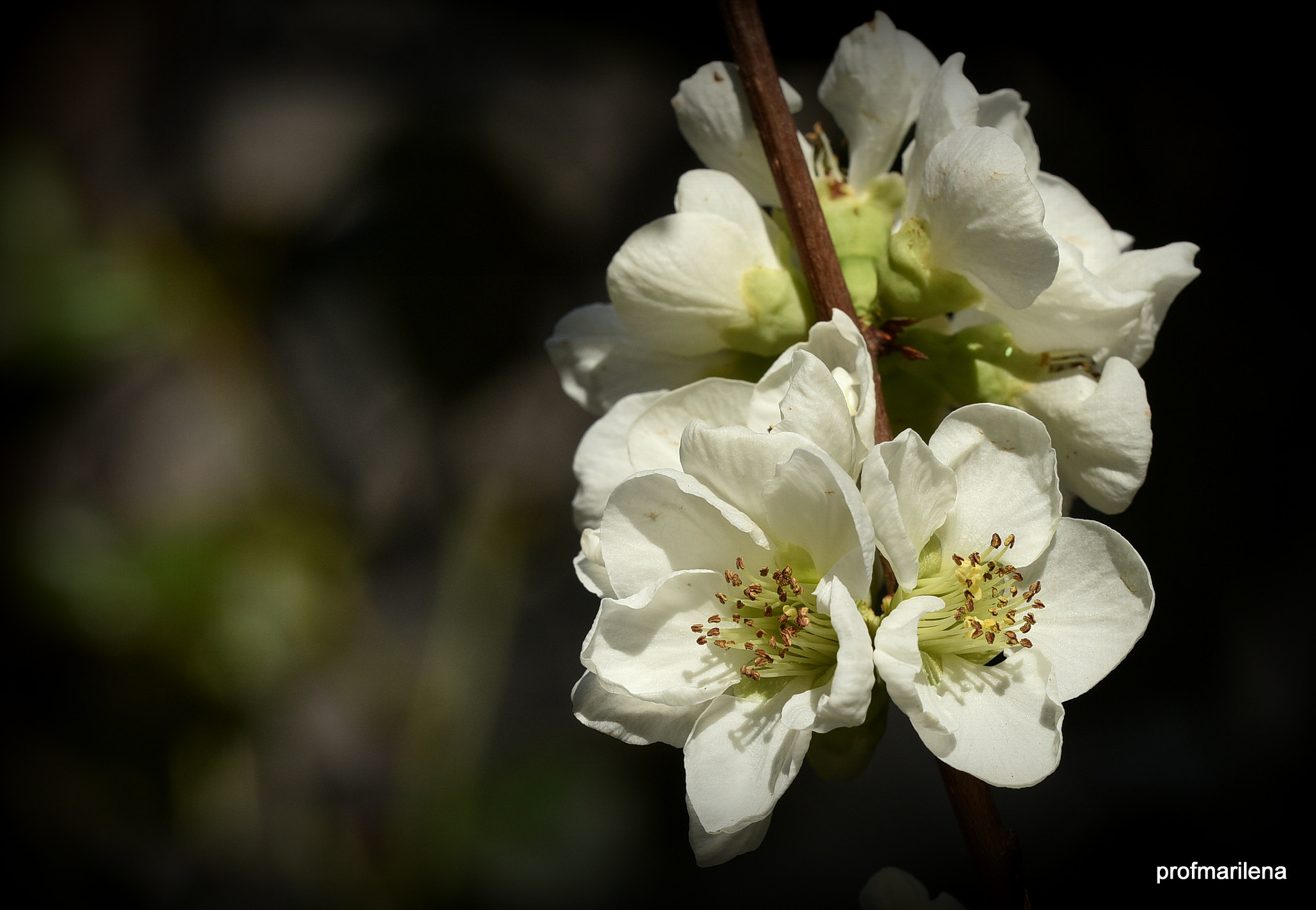 Sigma 150mm F2.8 EX DG OS Macro HSM sample photo. My white cydonia blessed by the sun photography