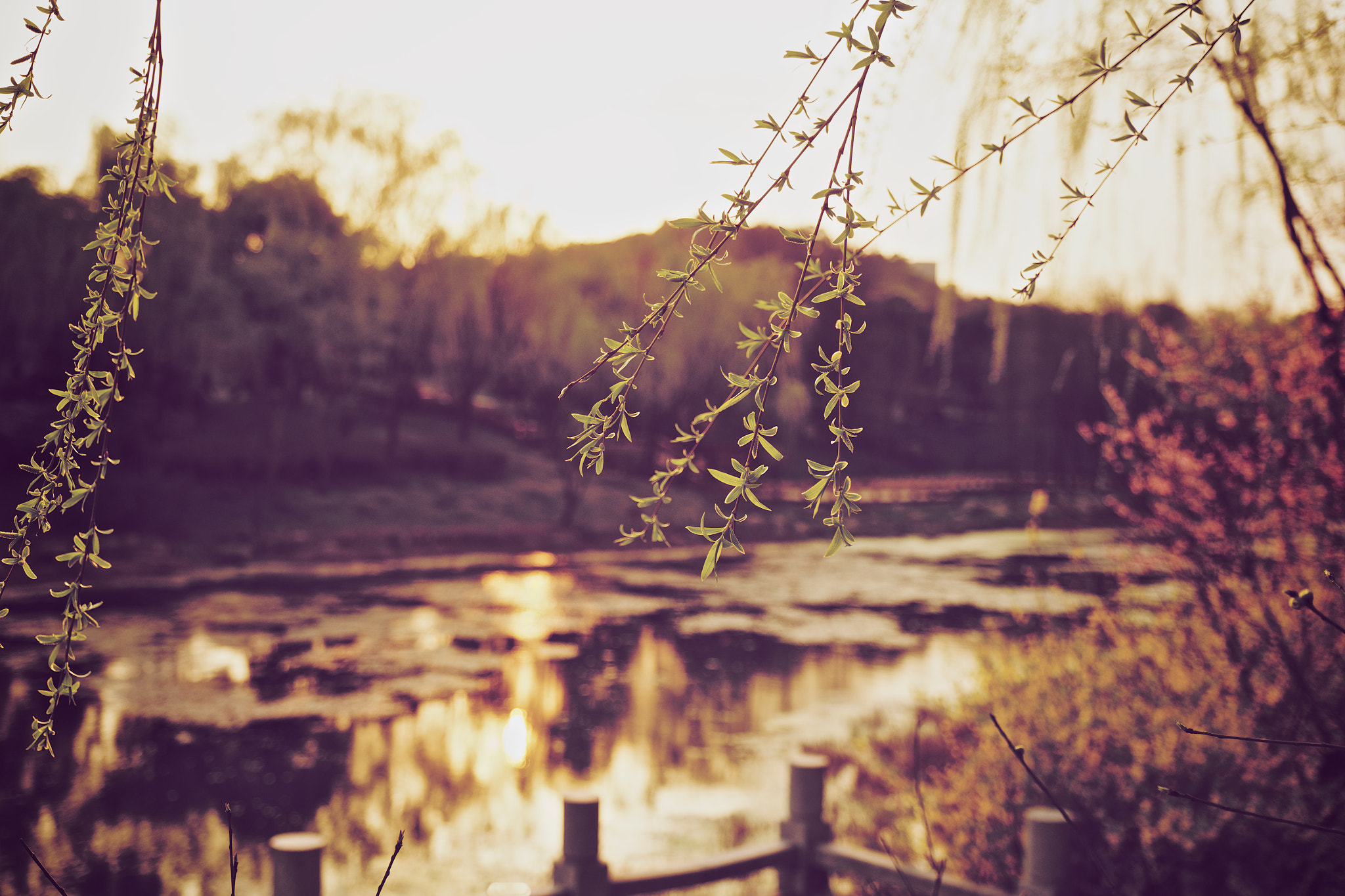 Fujifilm X-T1 + Fujifilm XF 16-55mm F2.8 R LM WR sample photo. 夕阳下的杨柳枝 photography