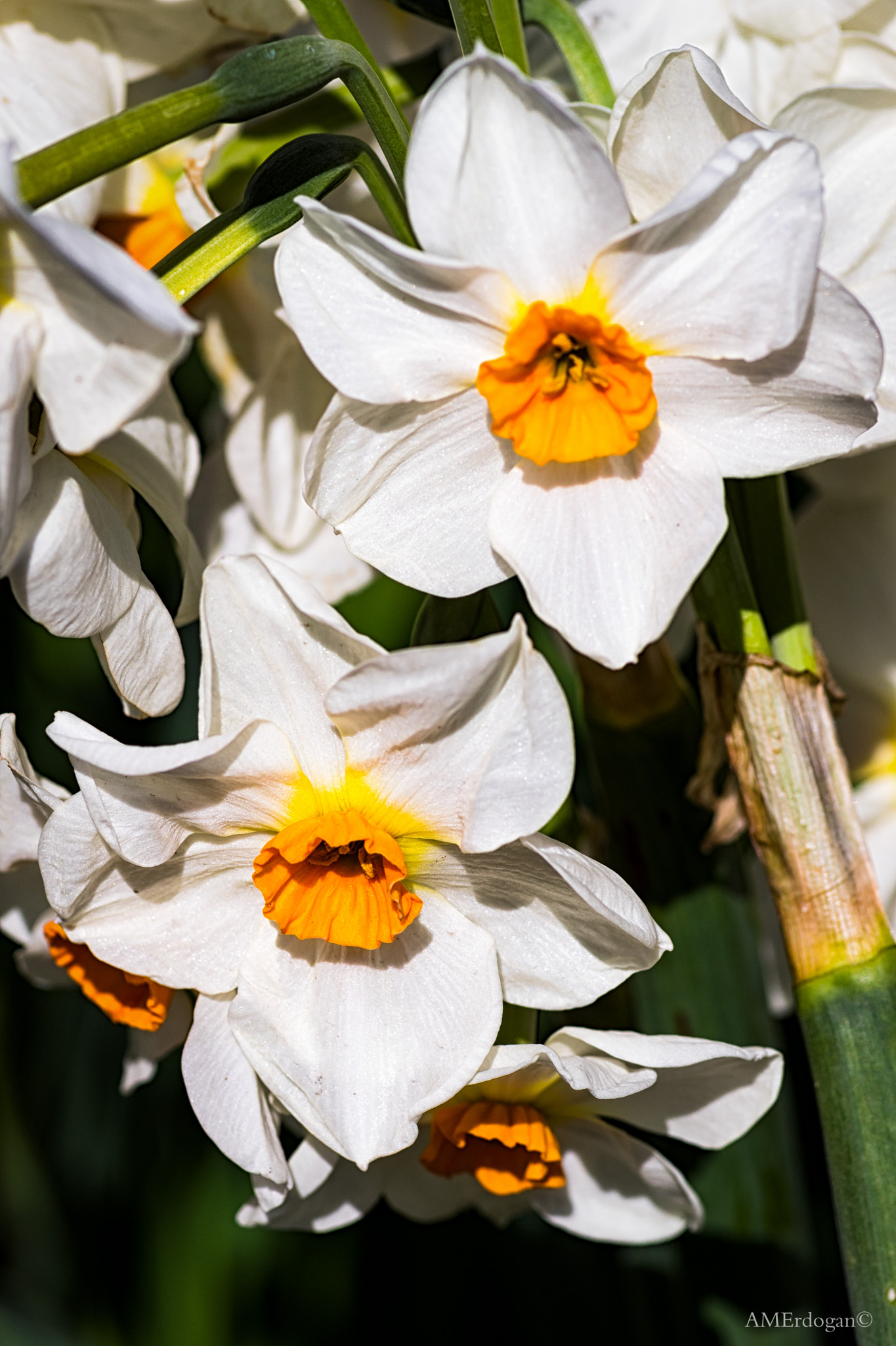 Pentax K-3 II sample photo. I'm a narcissus! :) photography