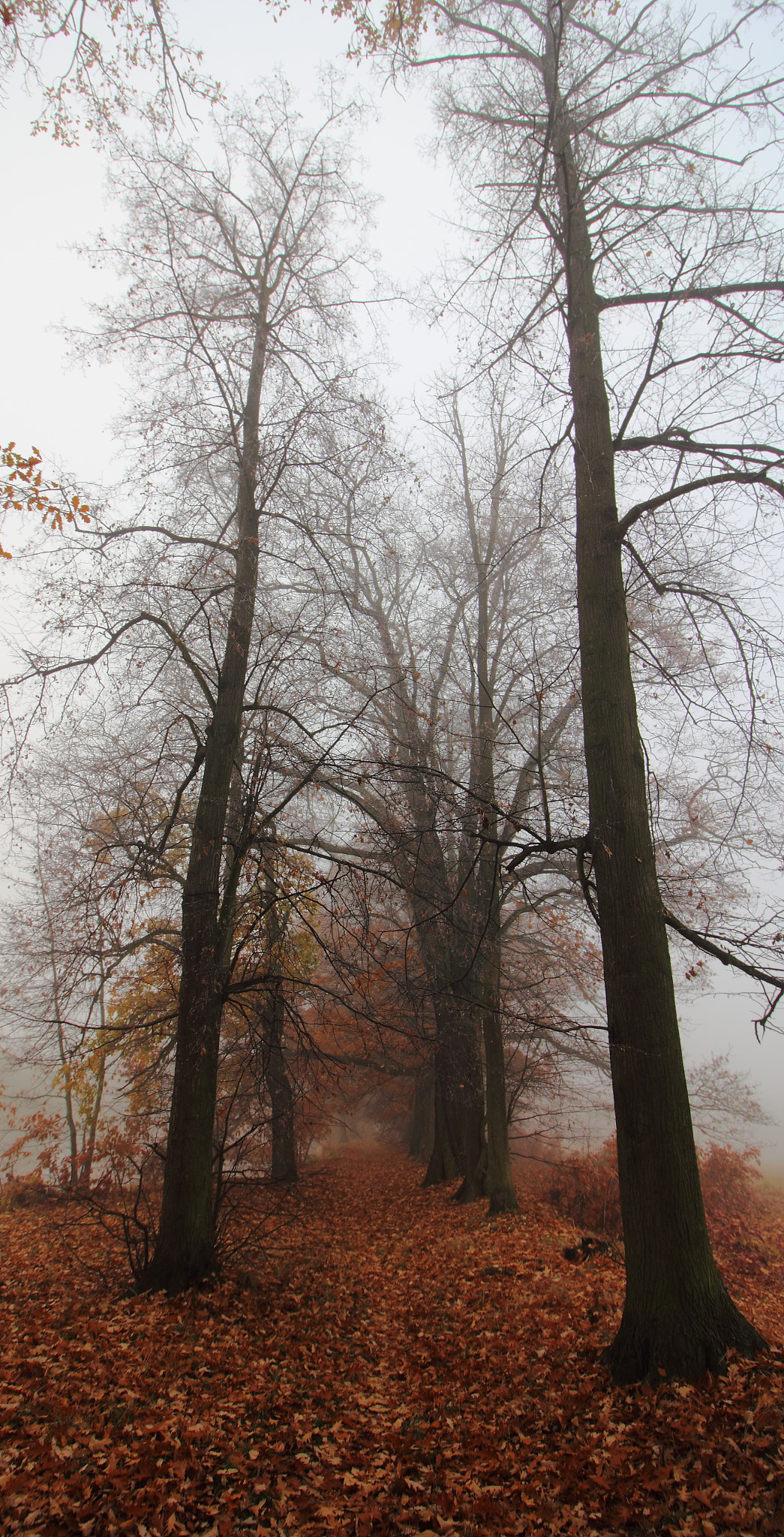Canon EOS 550D (EOS Rebel T2i / EOS Kiss X4) sample photo. Long trees and trail photography