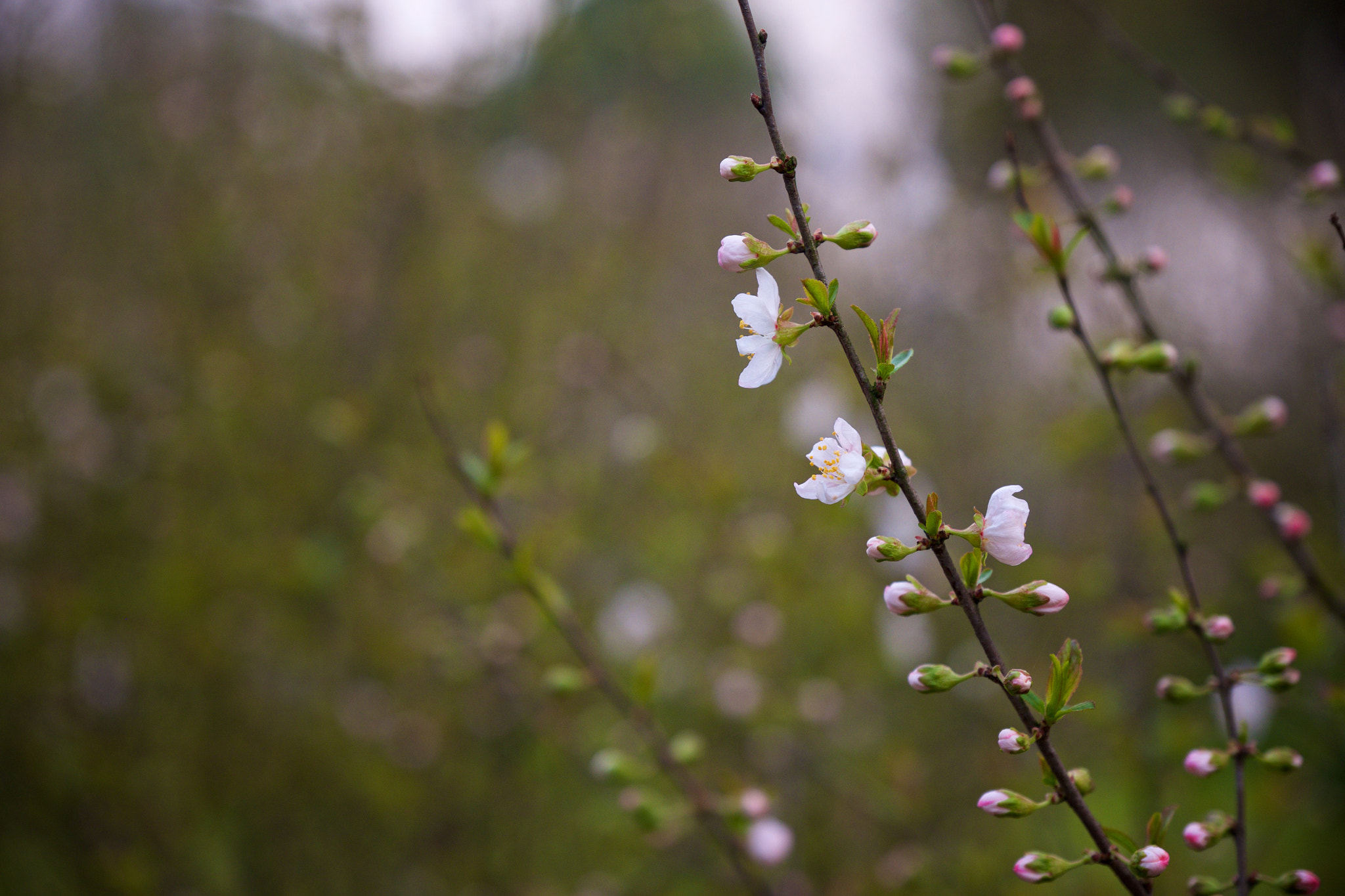 Fujifilm X-T1 + Fujifilm XF 16-55mm F2.8 R LM WR sample photo. 绽放的小白花❀ photography