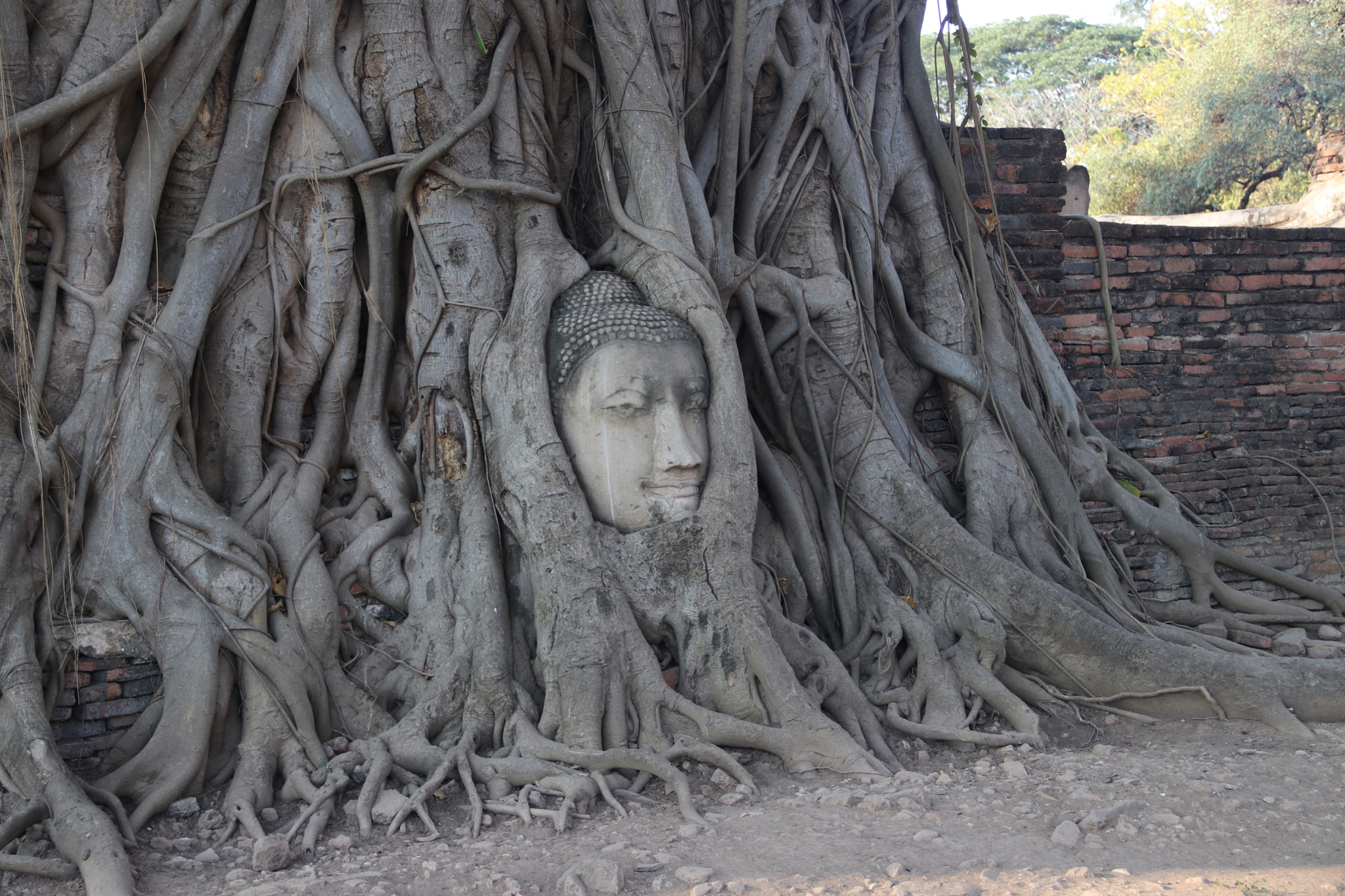 Canon EF-S 18-135mm F3.5-5.6 IS sample photo. The famous face of buddha under a bhodi tree photography