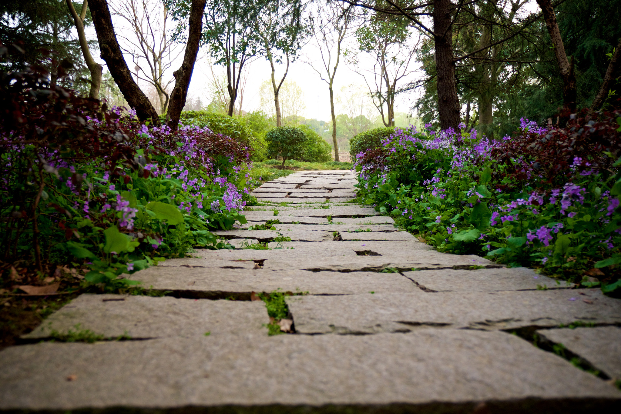 Fujifilm X-T1 + Fujifilm XF 16-55mm F2.8 R LM WR sample photo. 公园里的石板路 photography
