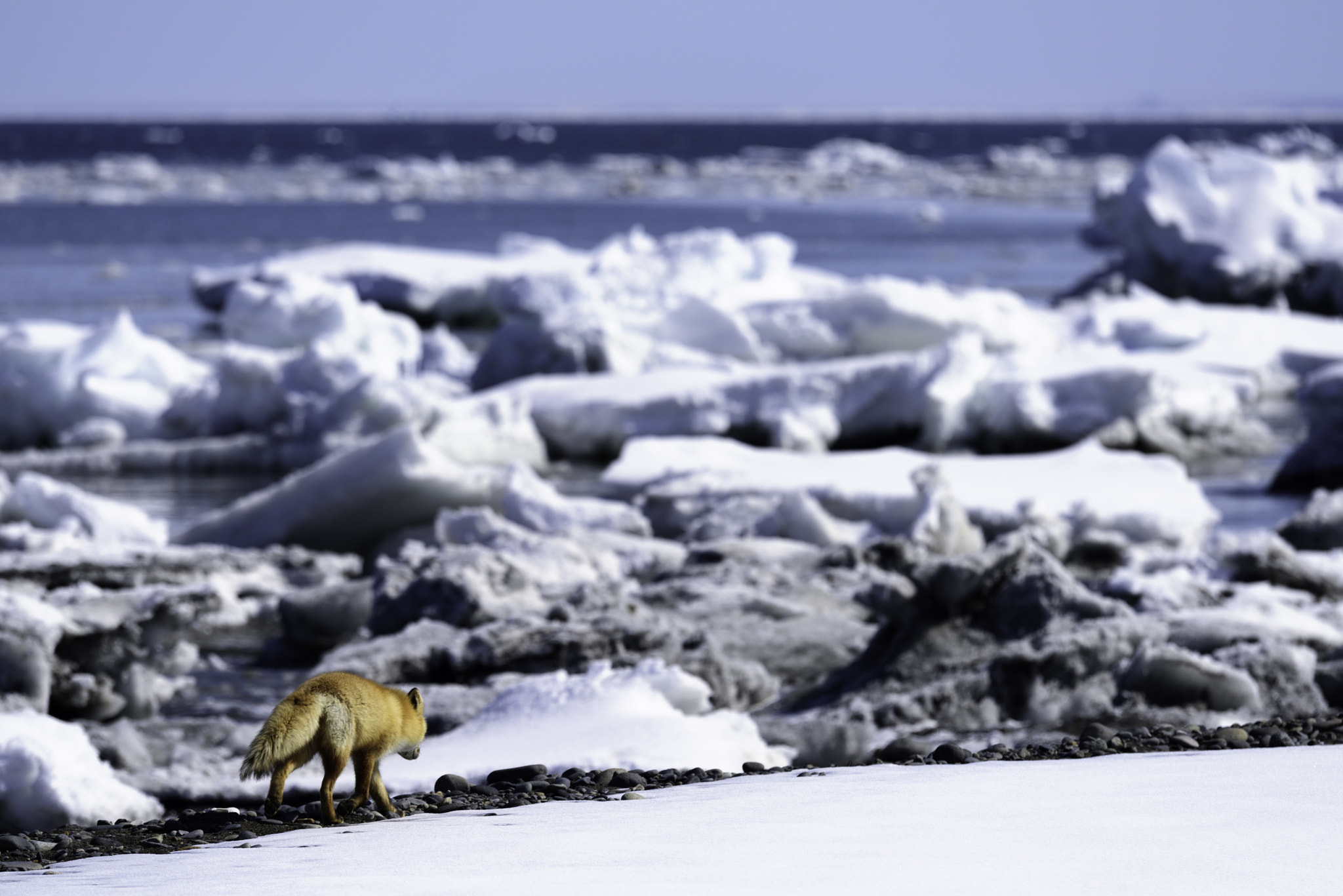 Nikon D810 sample photo. Drift ice coast photography