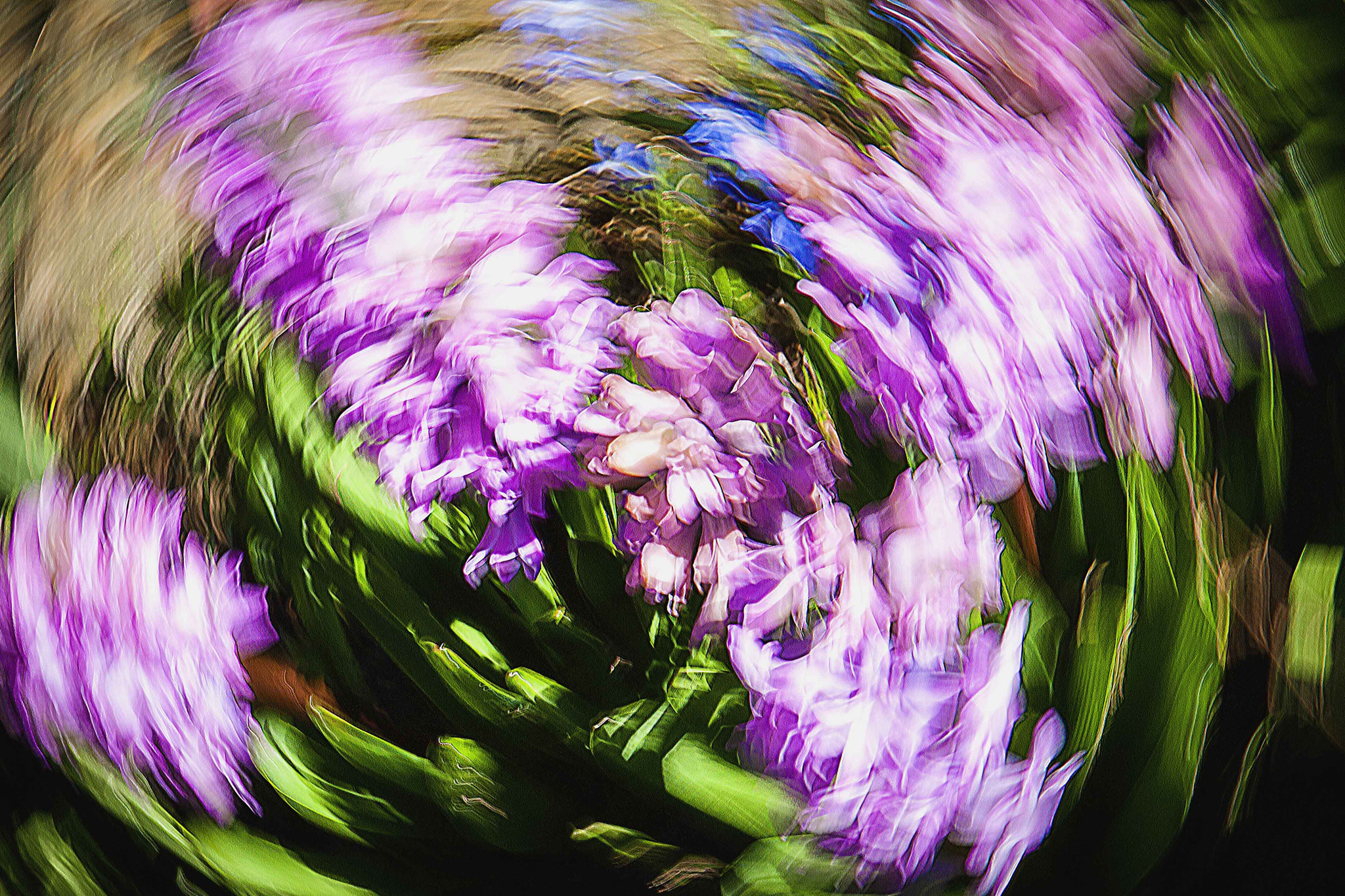 Sigma 17-70mm F2.8-4 DC Macro OS HSM sample photo. Happy springflowers photography