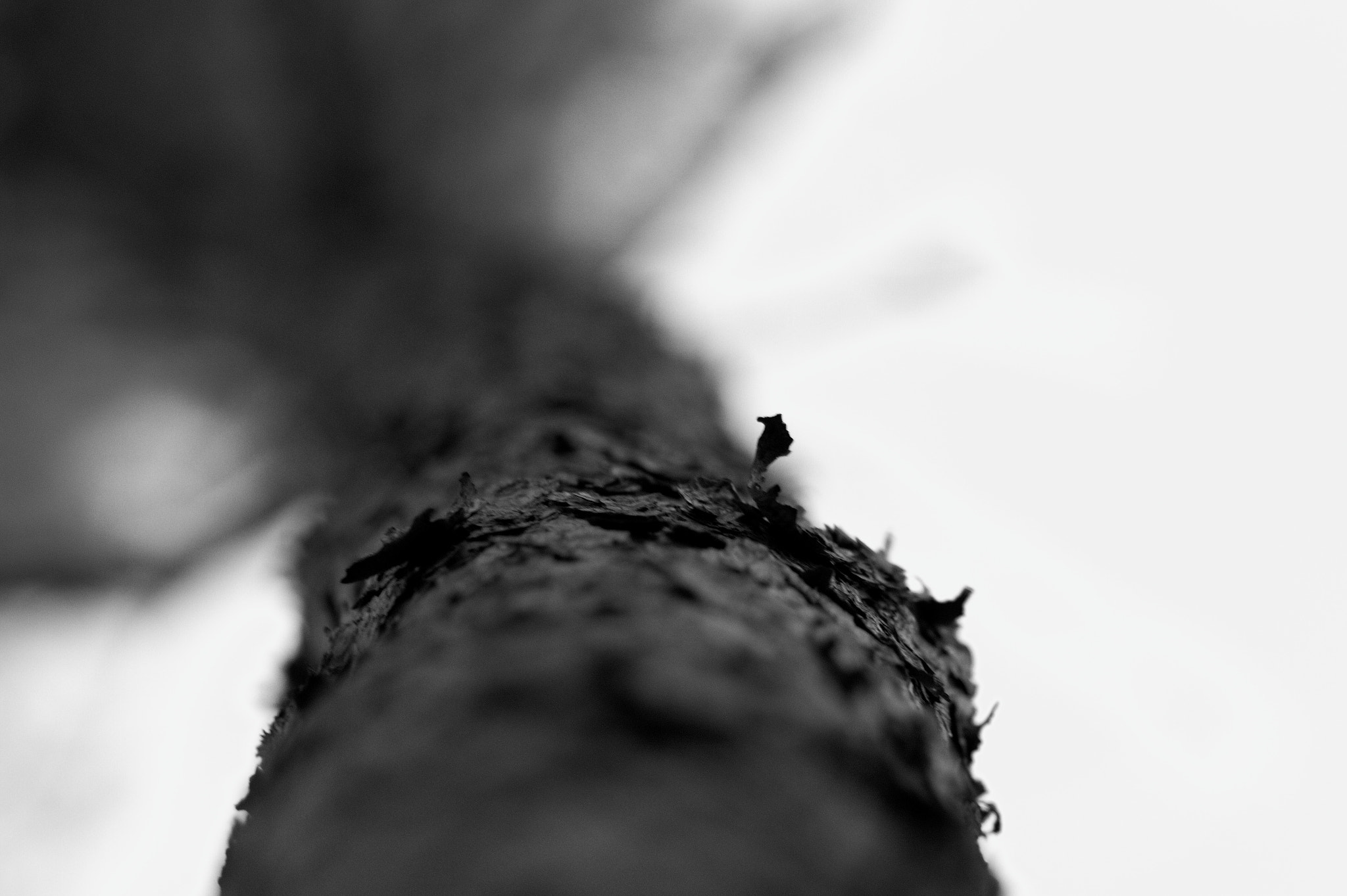 Sigma 70-200mm F2.8 EX DG OS HSM sample photo. Tree photography