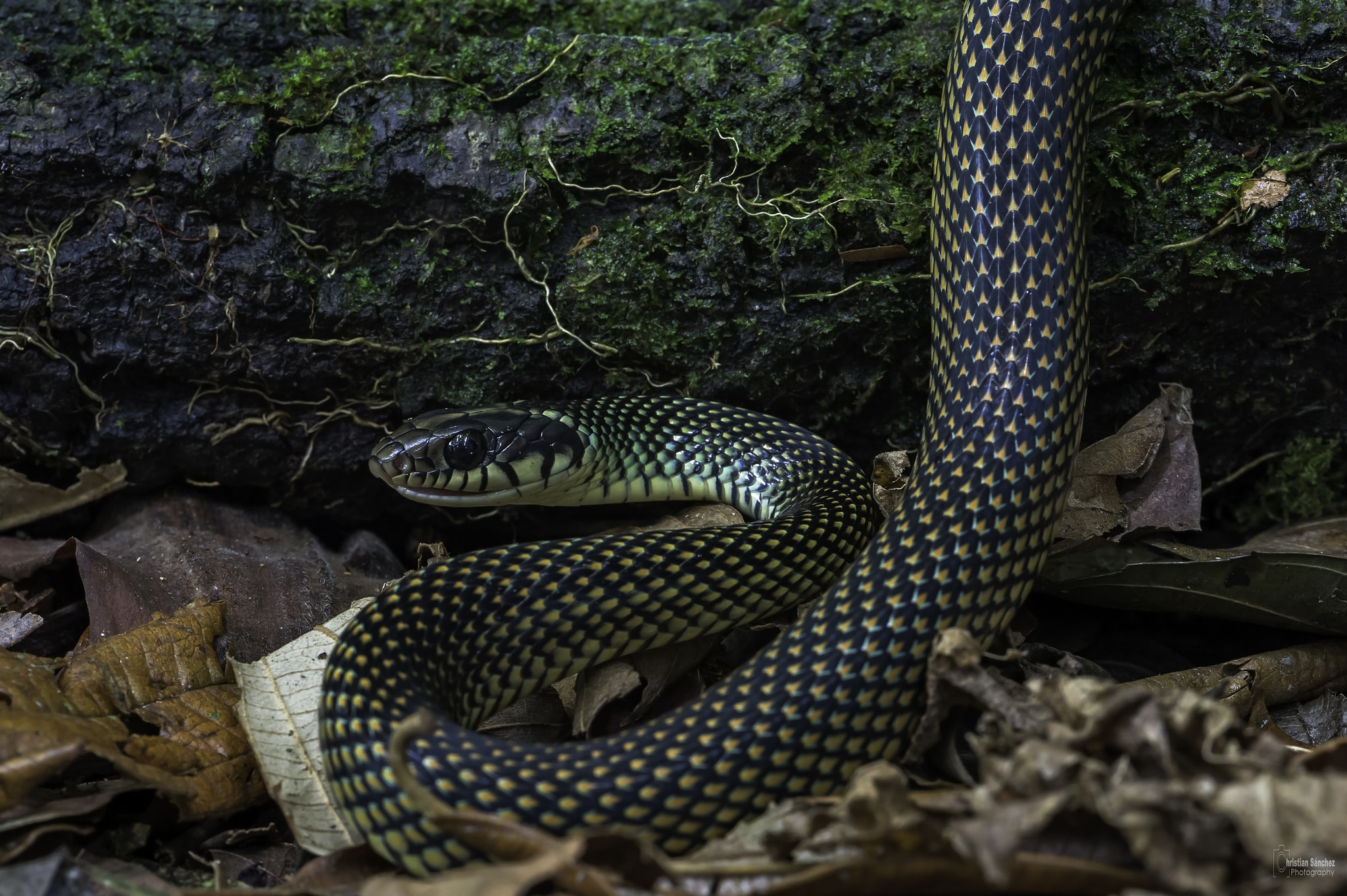 Nikon AF-S Micro-Nikkor 105mm F2.8G IF-ED VR sample photo. Speckled racer photography